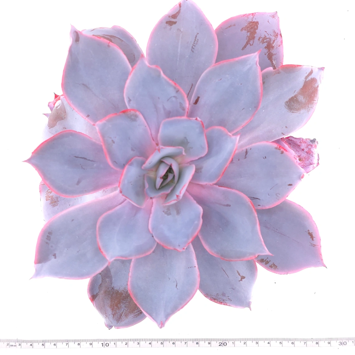 Echeveria ‘Afterglow' | 晚霞 thumbnail 4