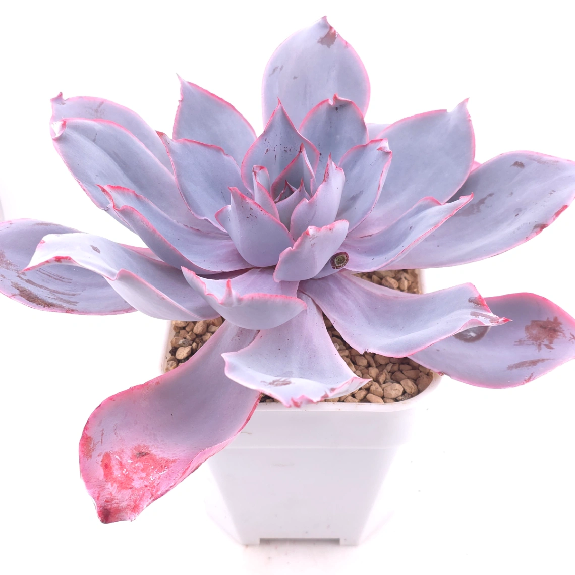 Echeveria ‘Afterglow' | 晚霞 thumbnail 2
