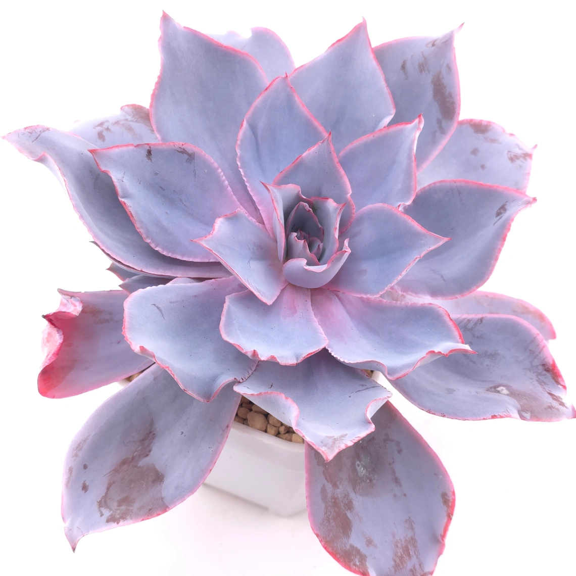 Echeveria ‘Afterglow' | 晚霞 - View 1