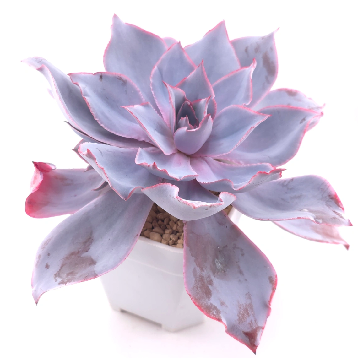 Echeveria ‘Afterglow' | 晚霞 thumbnail 2