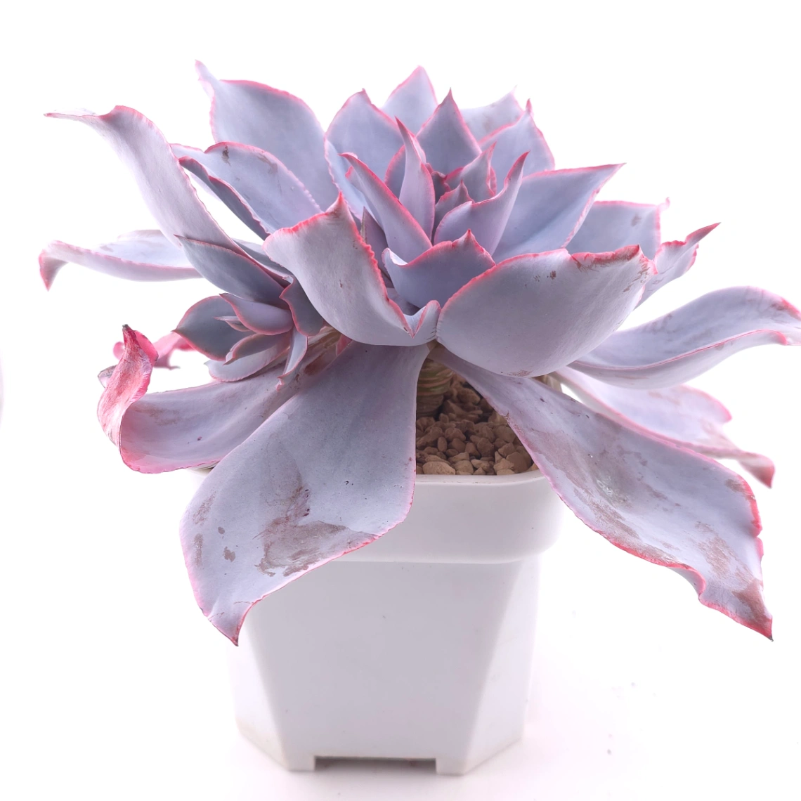 Echeveria ‘Afterglow' | 晚霞 thumbnail 3