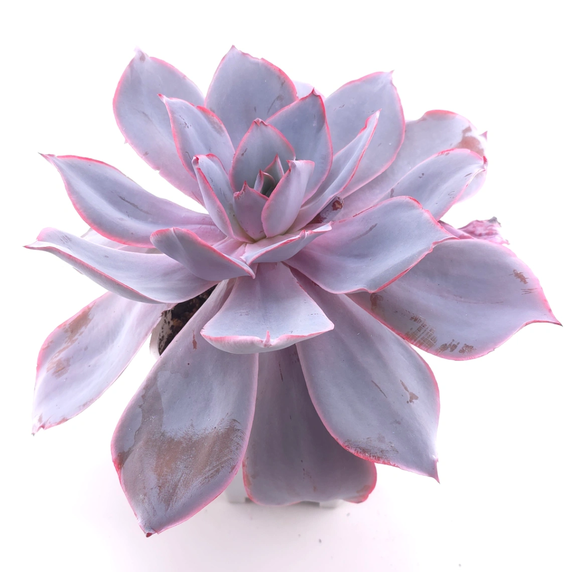 Echeveria ‘Afterglow' | 晚霞 thumbnail 2