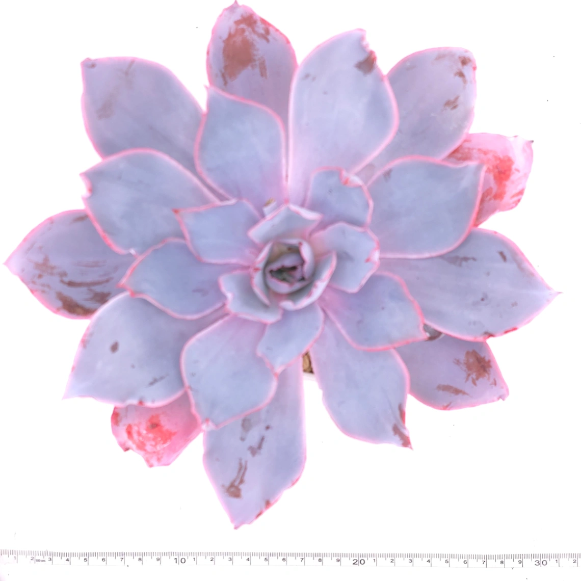 Echeveria ‘Afterglow' | 晚霞 thumbnail 4