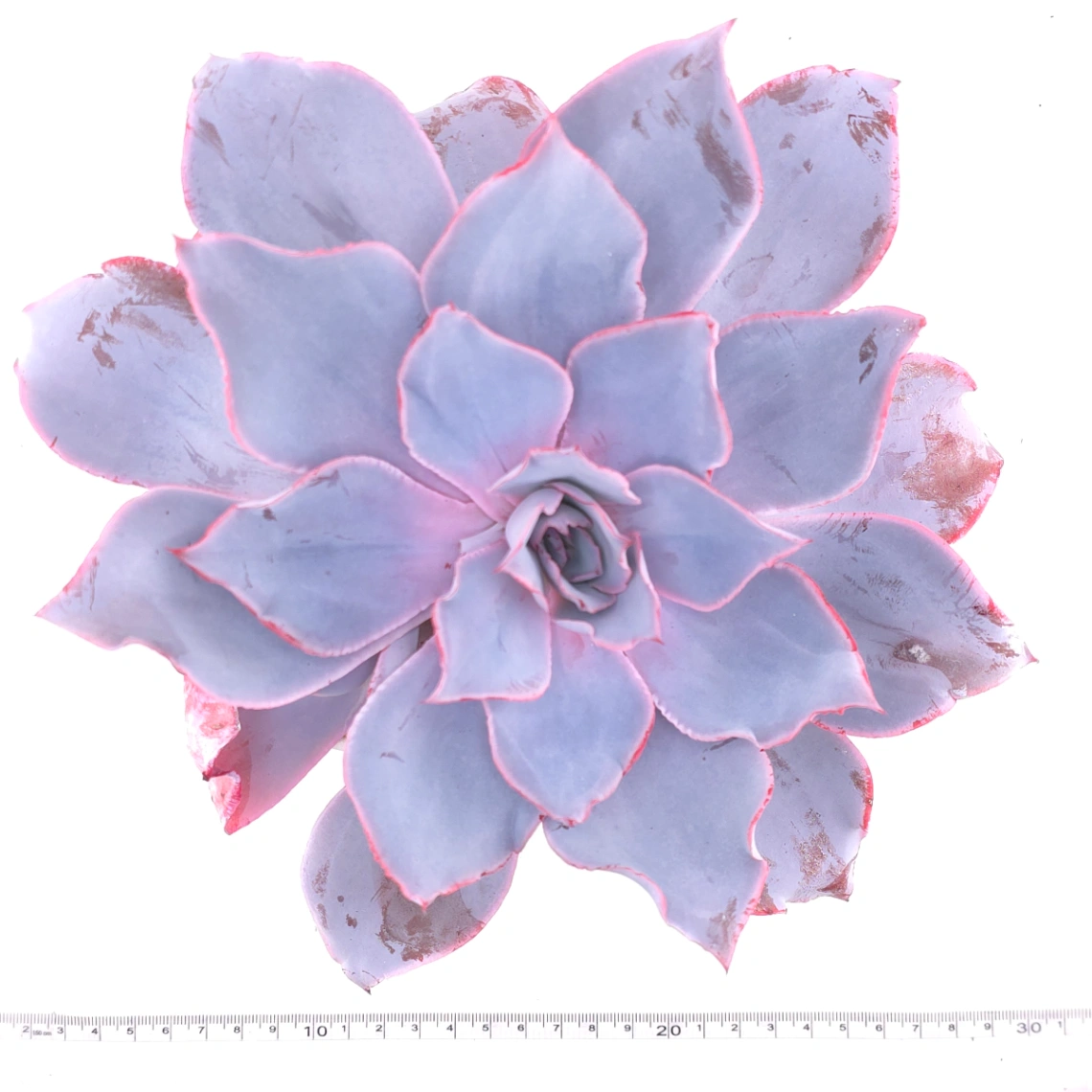 Echeveria ‘Afterglow' | 晚霞 thumbnail 4