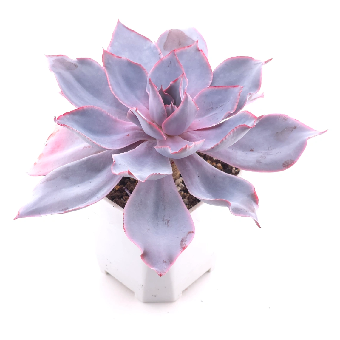 Echeveria ‘Afterglow' | 晚霞 thumbnail 2