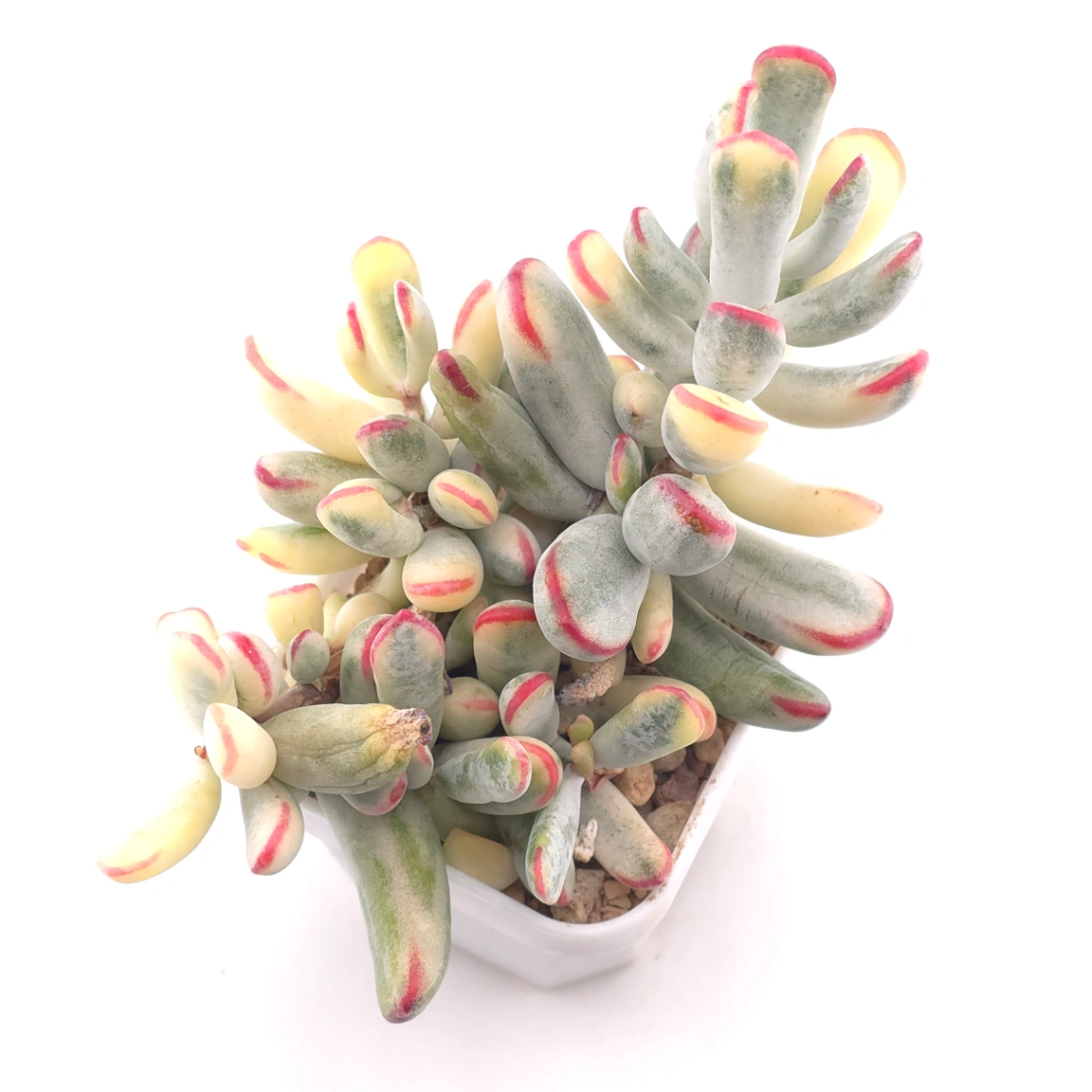 Cotyledon orbiculata cv. variegated (long leaf ver.) | 棒葉福娘錦 - View 1