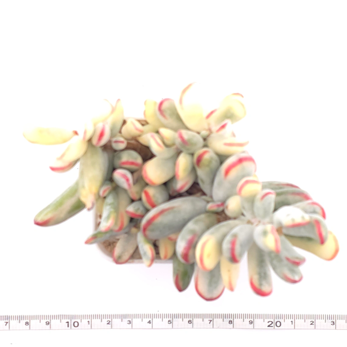 Cotyledon orbiculata cv. variegated (long leaf ver.) | 棒葉福娘錦 thumbnail 4