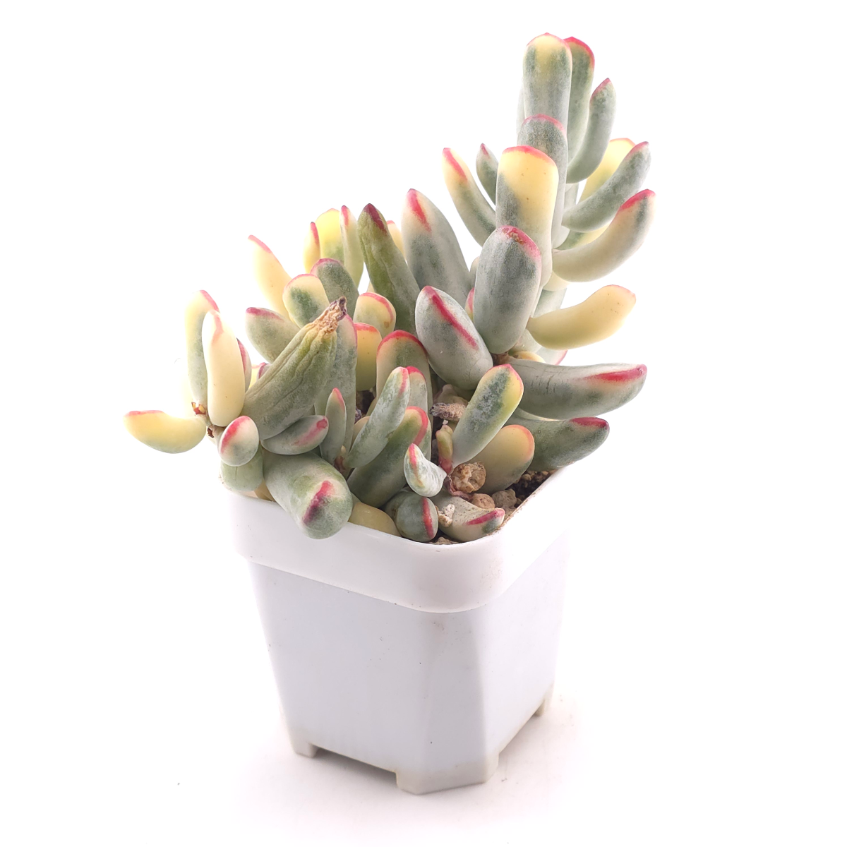 Cotyledon orbiculata cv. variegated (long leaf ver.) | 棒葉福娘錦 thumbnail 3