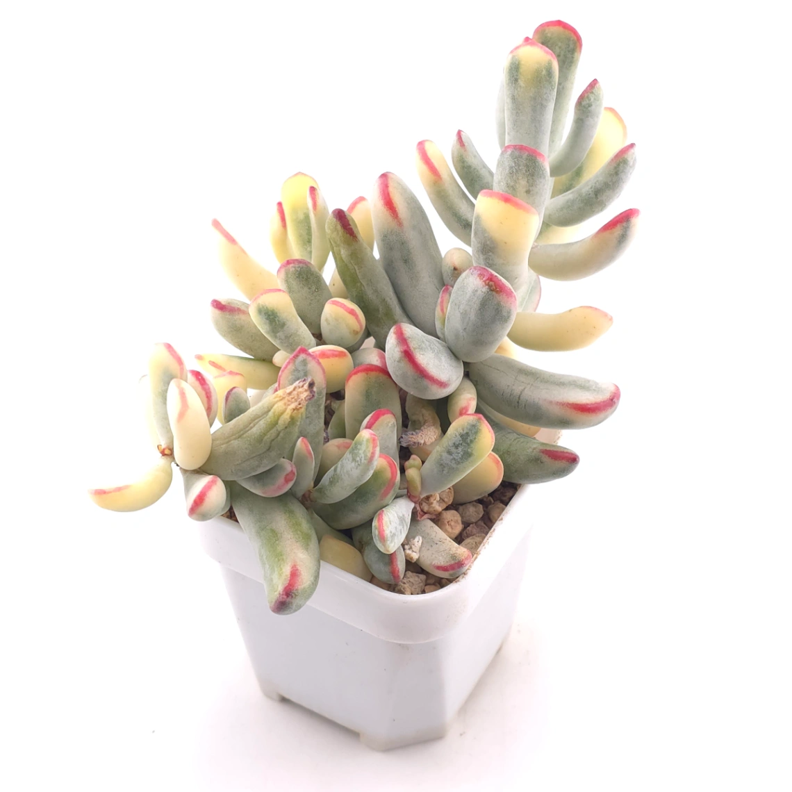 Cotyledon orbiculata cv. variegated (long leaf ver.) | 棒葉福娘錦 thumbnail 2