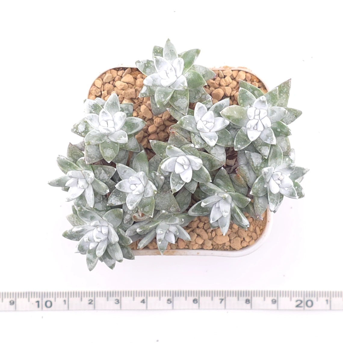 Dudleya gnoma | 白菊 thumbnail 4