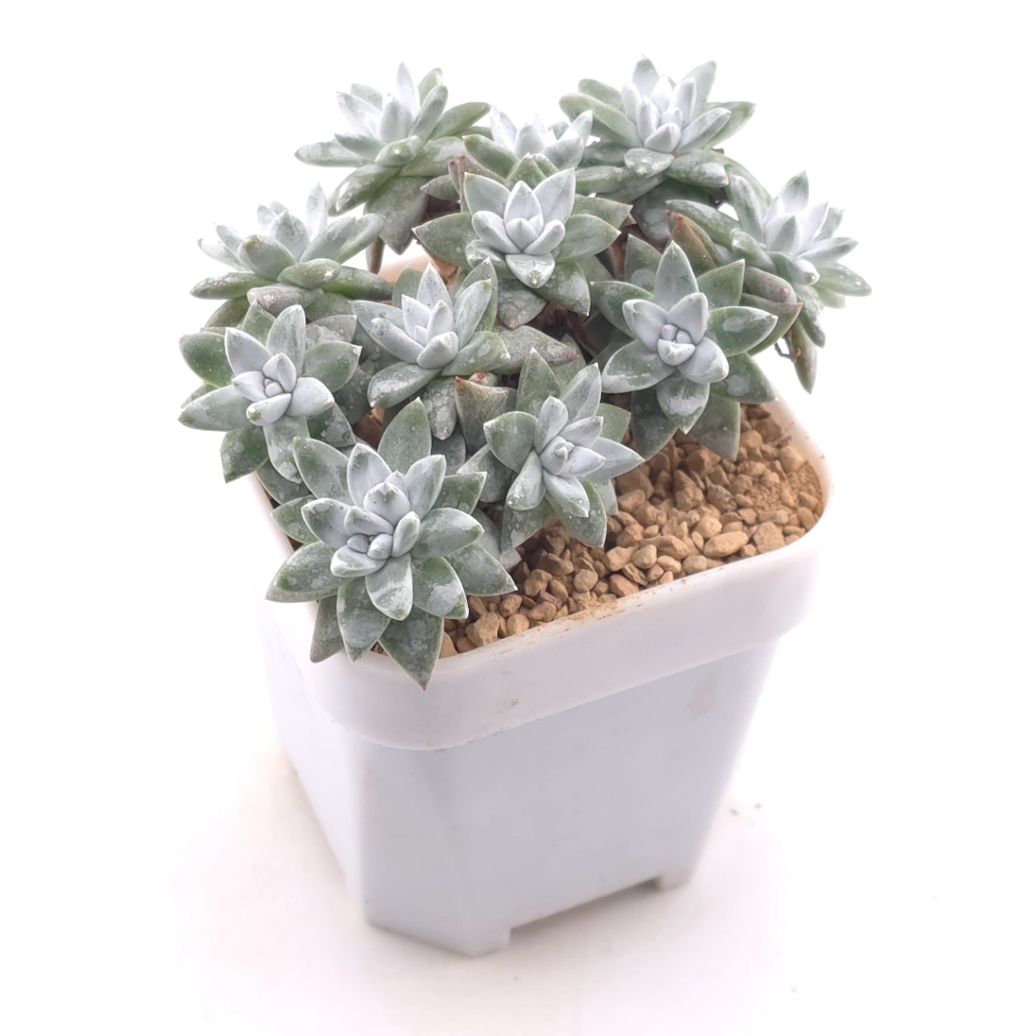 Dudleya gnoma | 白菊 thumbnail 2