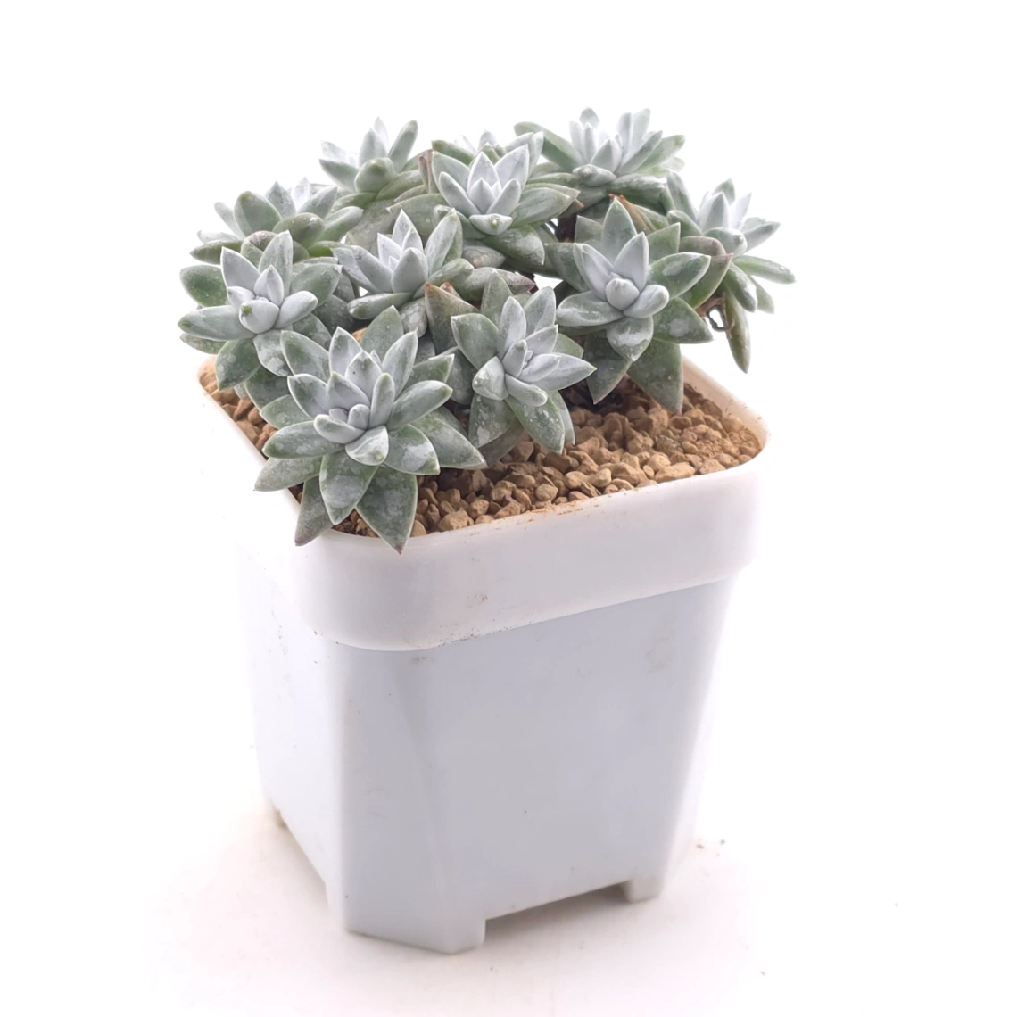 Dudleya gnoma | 白菊 thumbnail 3