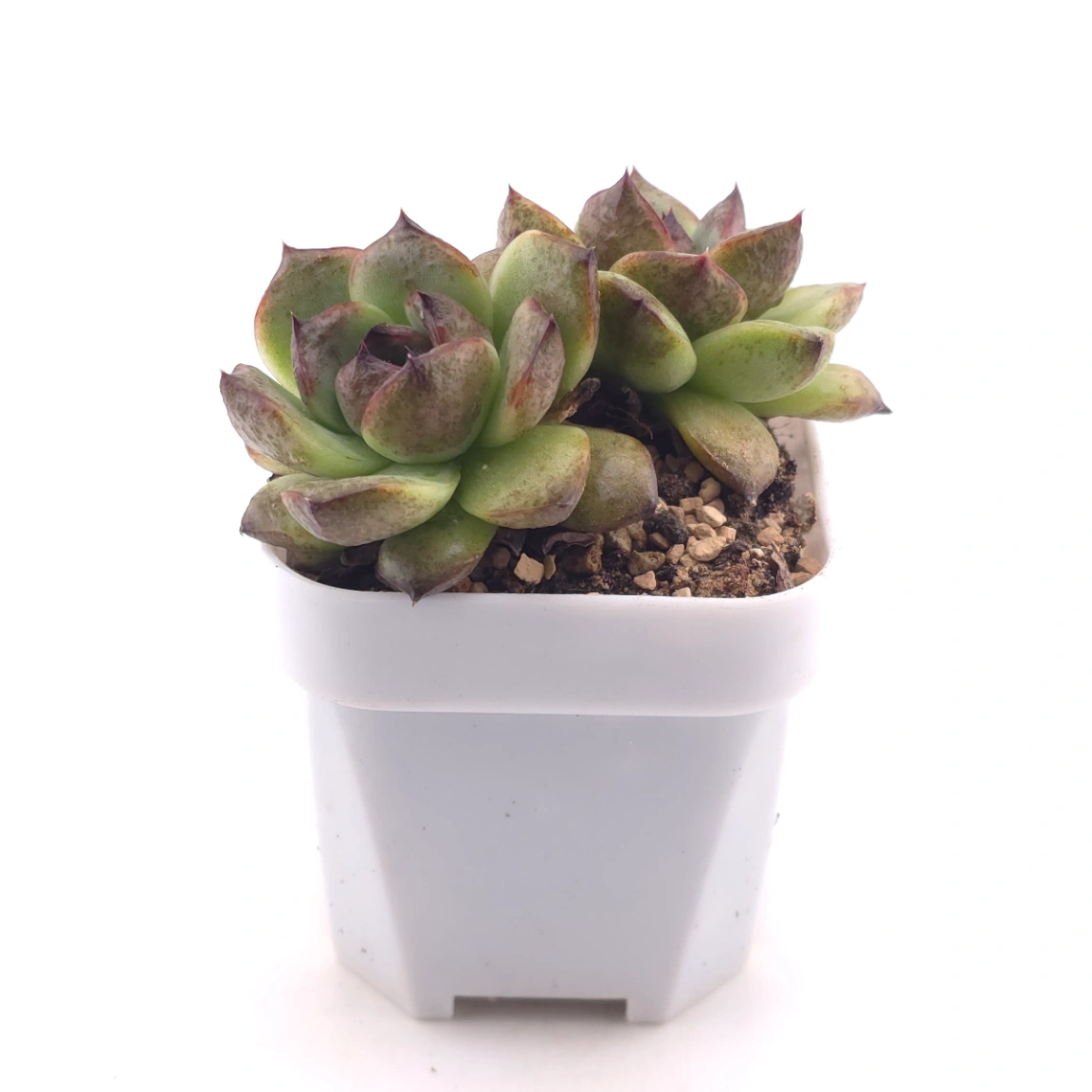 Echeveria ‘Black Crystal’ | 紫水晶 thumbnail 3