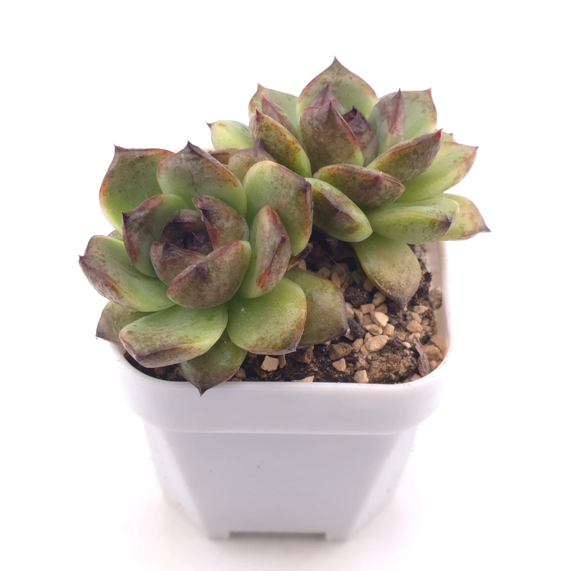 Echeveria ‘Black Crystal’ | 紫水晶 thumbnail 2
