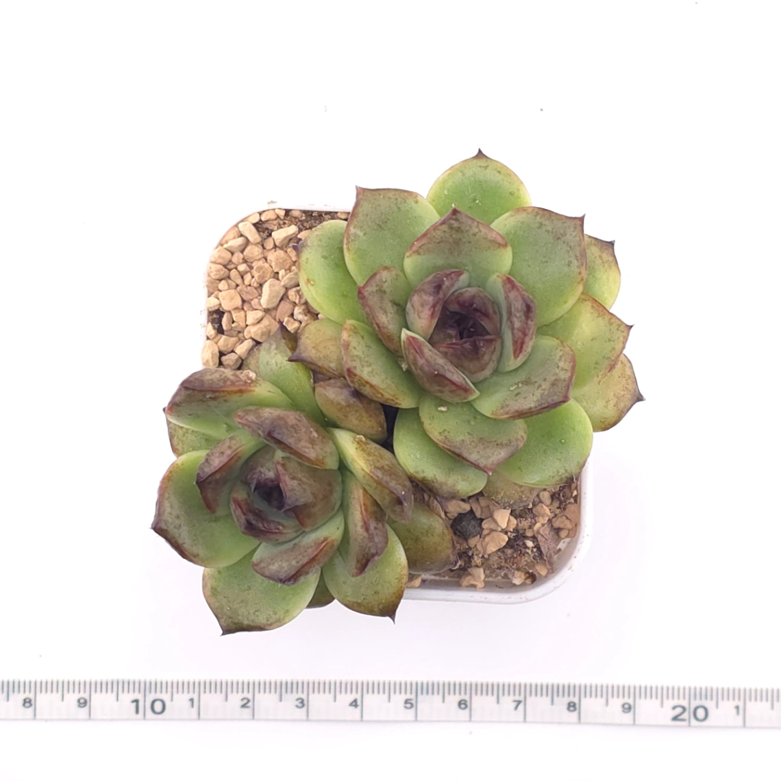 Echeveria ‘Black Crystal’ | 紫水晶 thumbnail 4