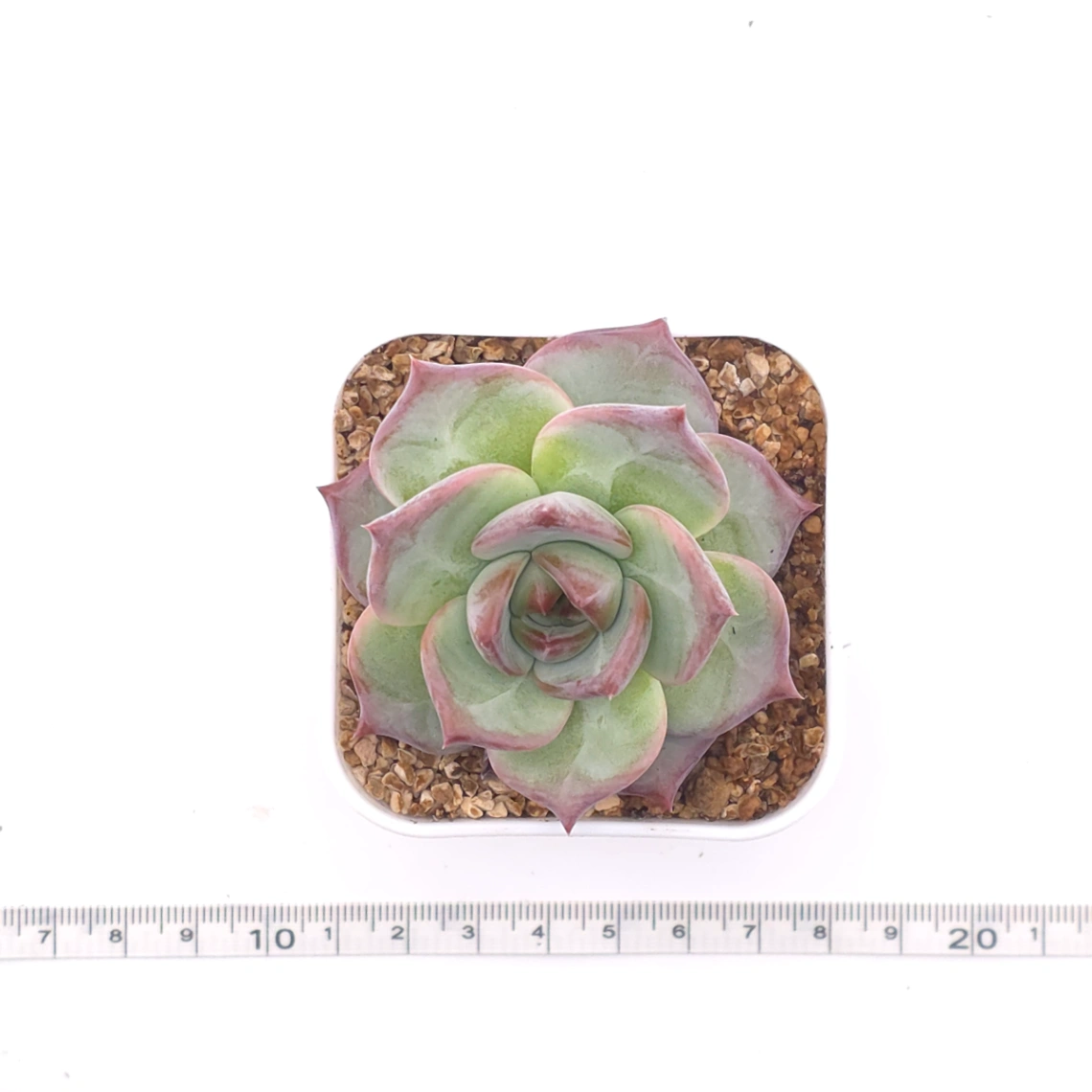 Echeveria ‘Casio’ | 卡西歐 thumbnail 4