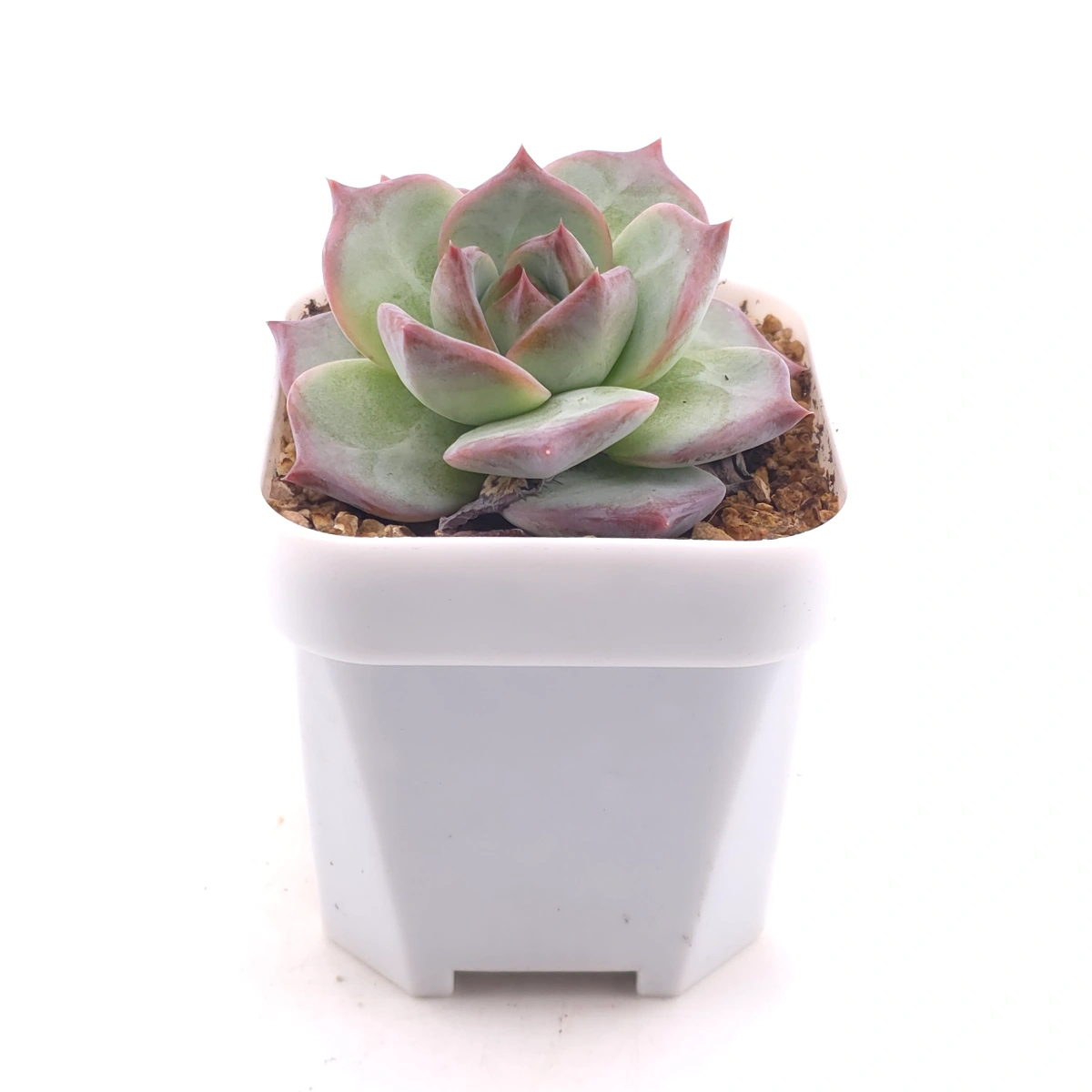 Echeveria ‘Casio’ | 卡西歐 thumbnail 3