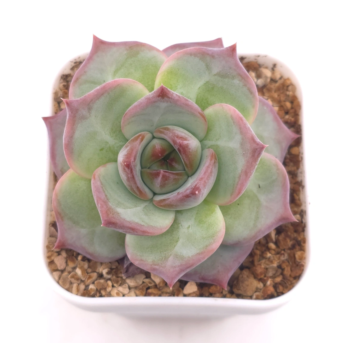 Echeveria ‘Casio’ | 卡西歐 - View 1