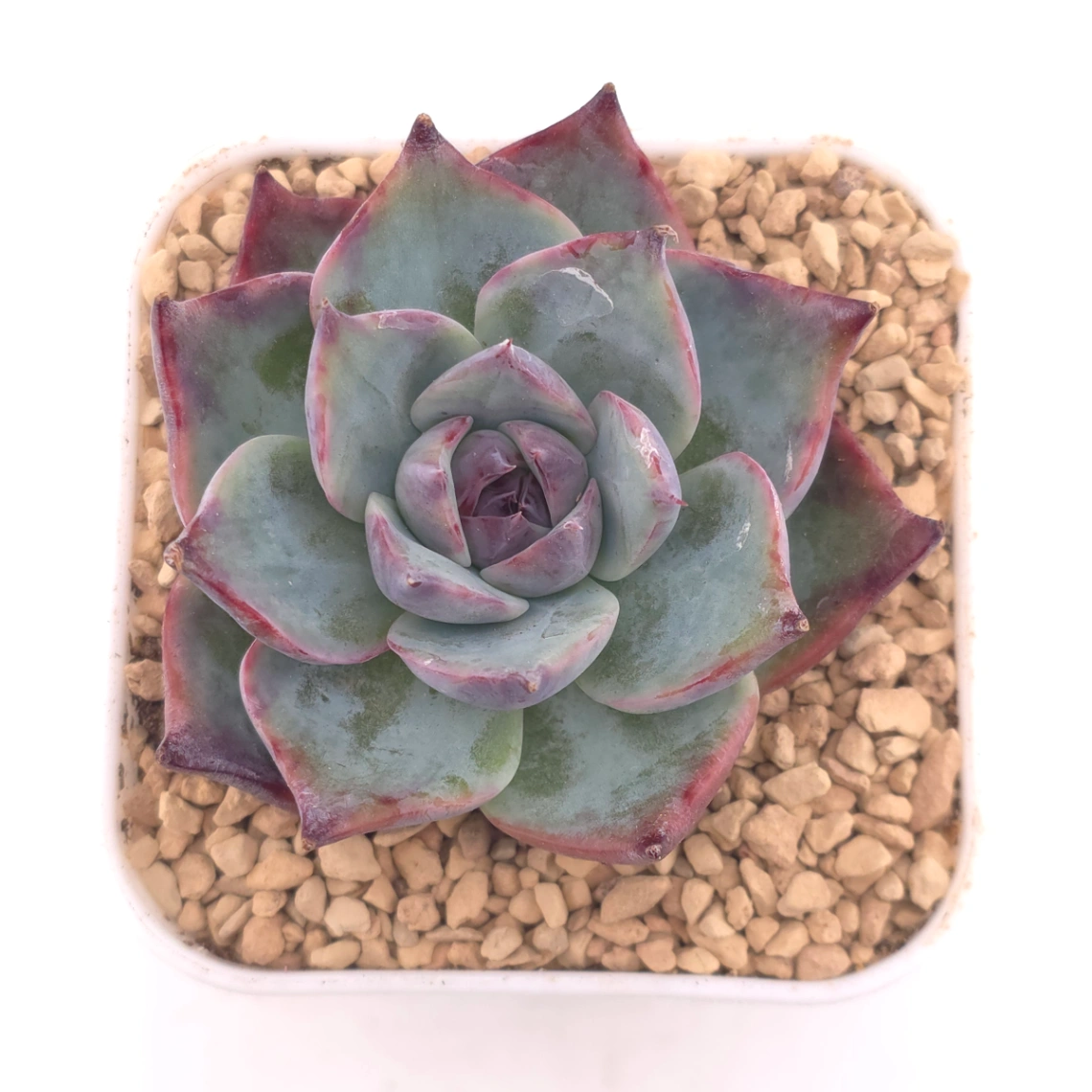 Echeveria ‘Casio’ | 卡西歐 - View 1