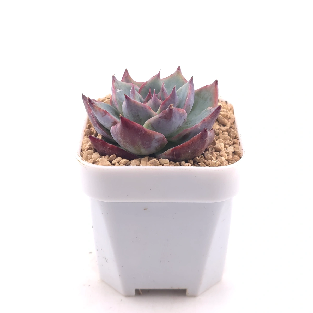 Echeveria ‘Casio’ | 卡西歐 thumbnail 3