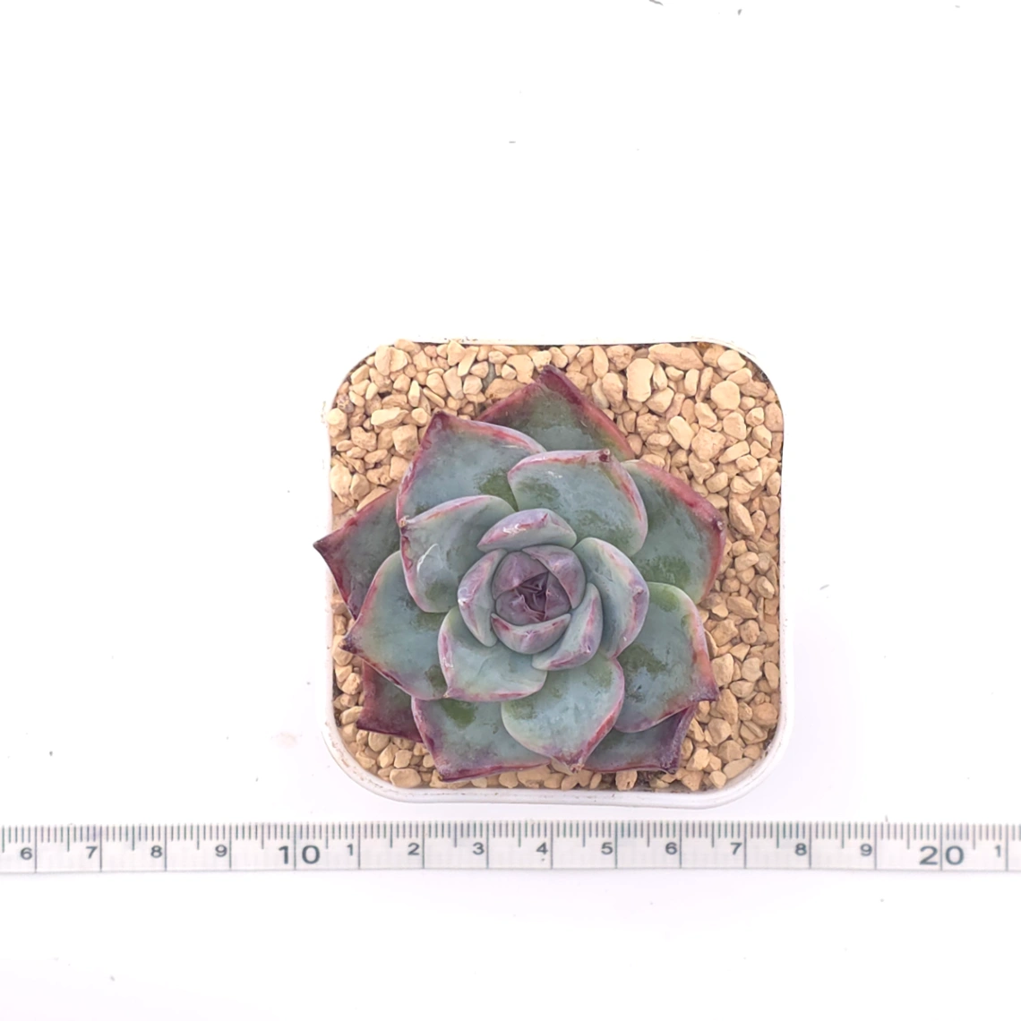 Echeveria ‘Casio’ | 卡西歐 thumbnail 4