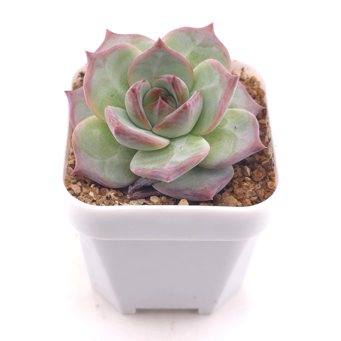 Echeveria ‘Casio’ | 卡西歐 thumbnail 2