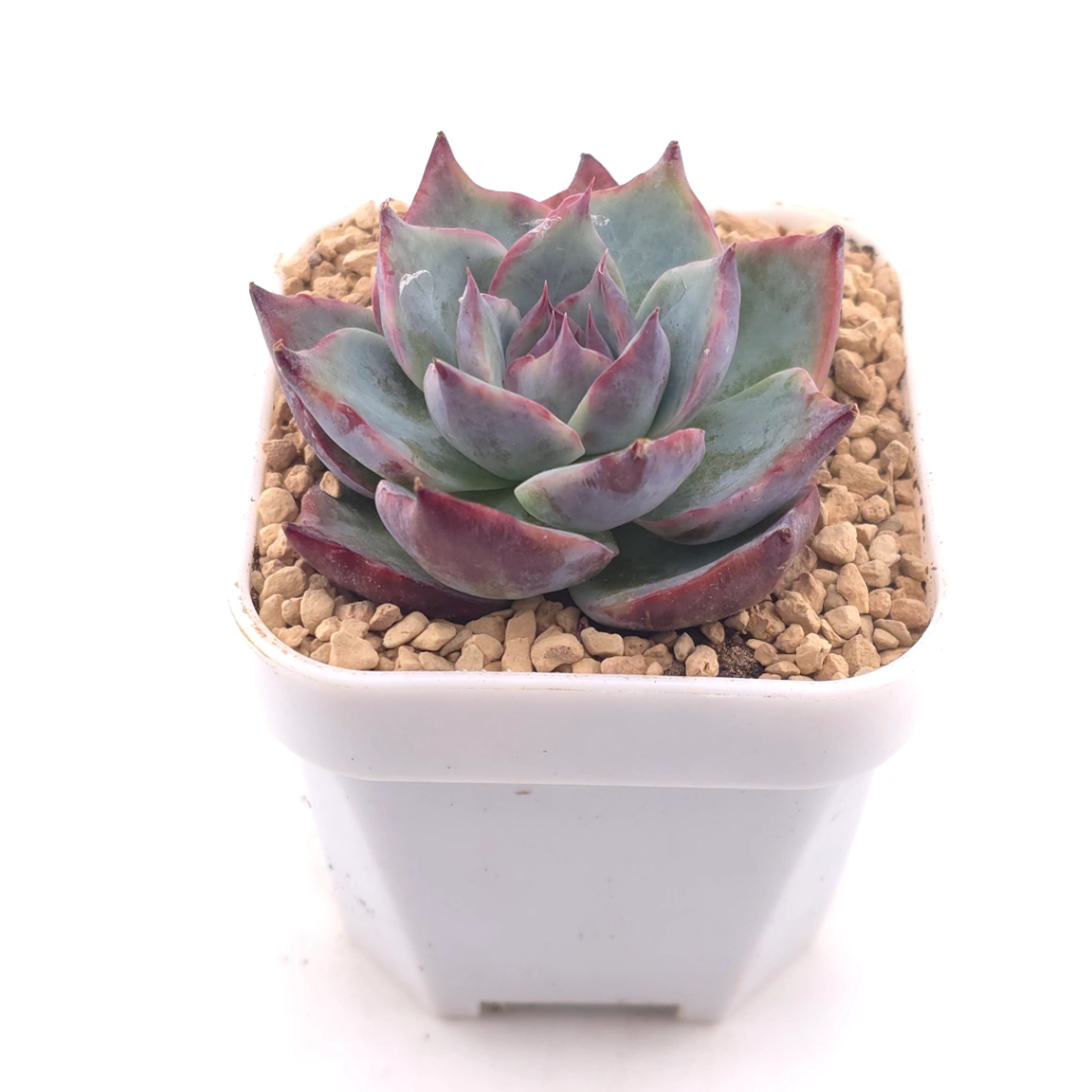 Echeveria ‘Casio’ | 卡西歐 thumbnail 2