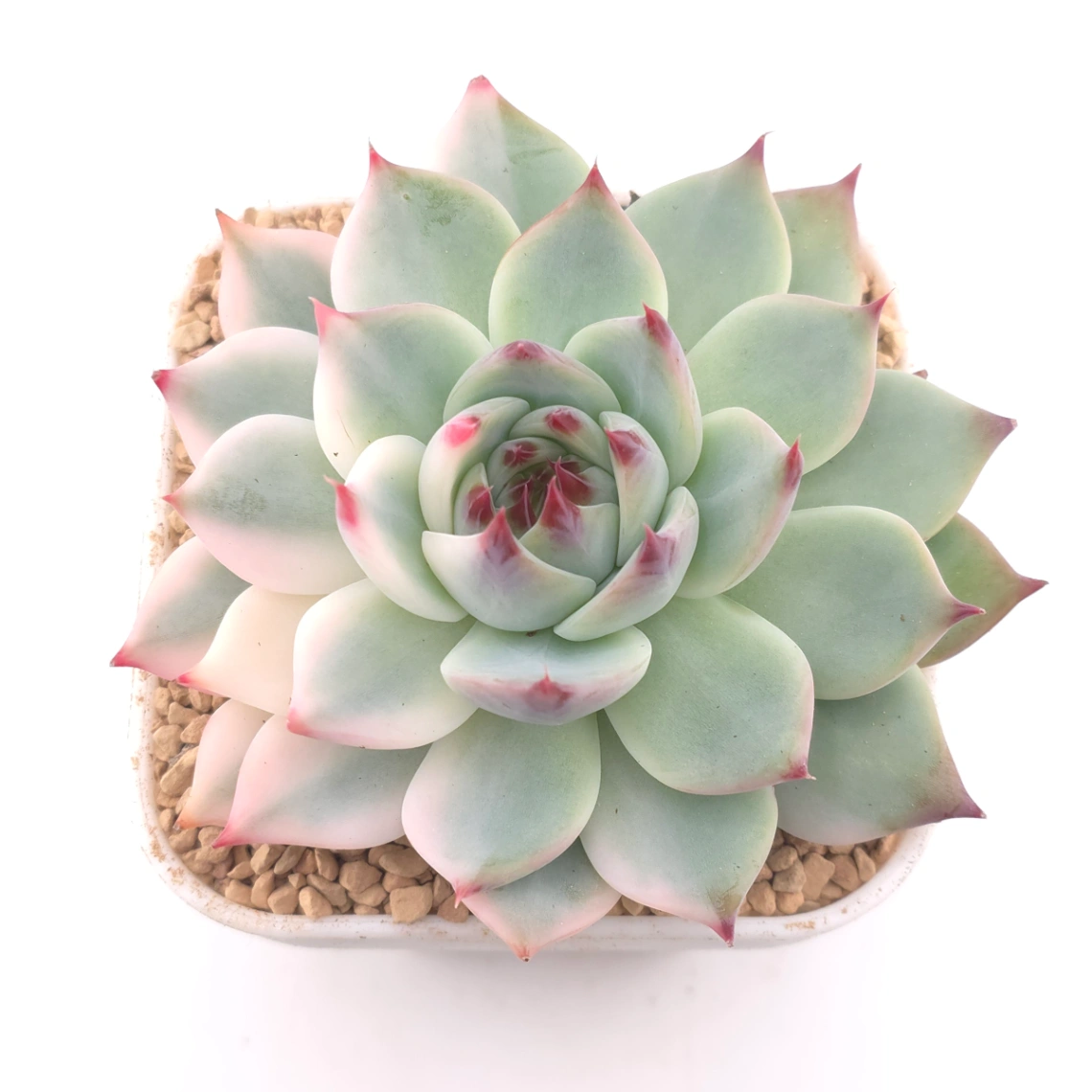 Echeveria chihuahuaensis variegated | 吉娃娃錦