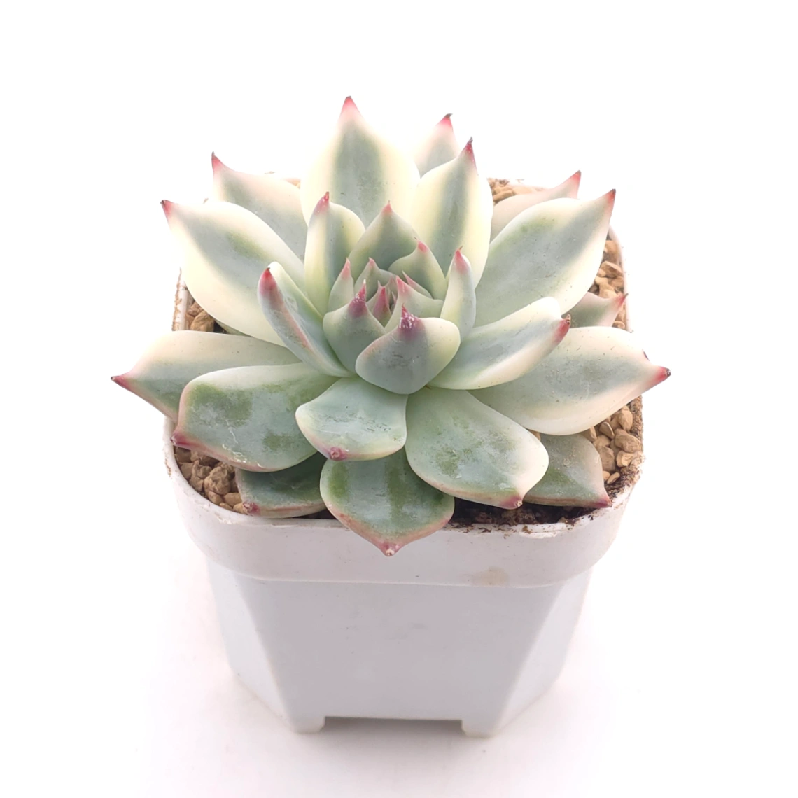 Echeveria chihuahuaensis variegated | 吉娃娃錦 - alternate view