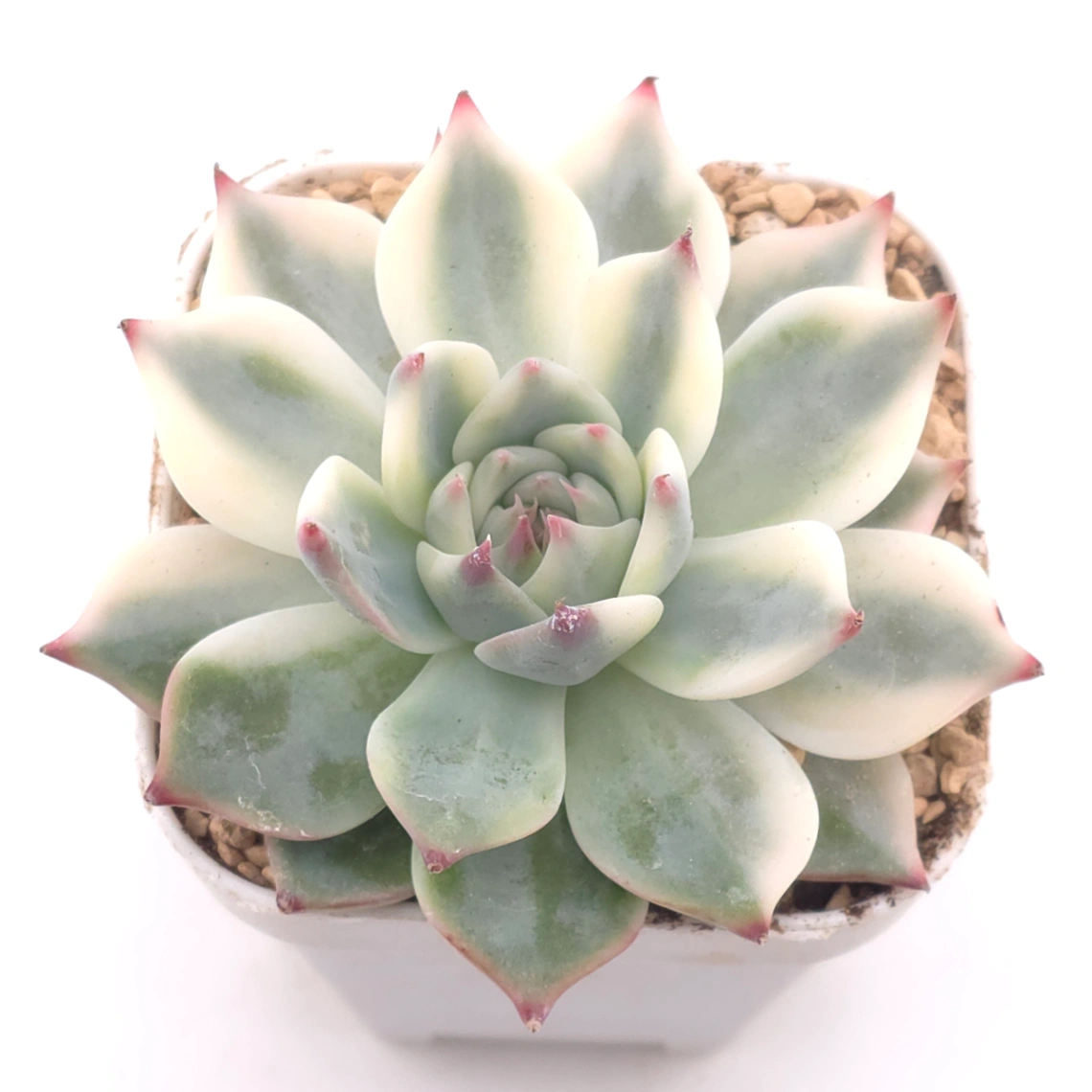 Echeveria chihuahuaensis variegated | 吉娃娃錦