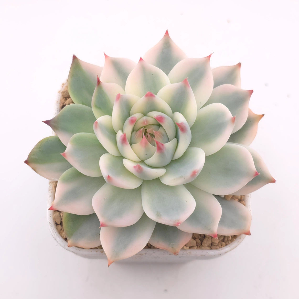 Echeveria chihuahuaensis variegated | 吉娃娃錦
