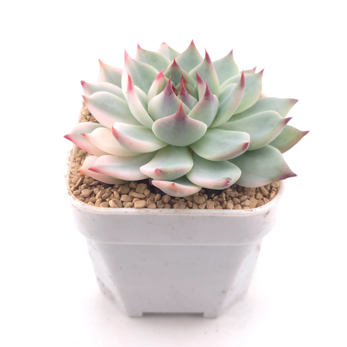 Echeveria chihuahuaensis variegated | 吉娃娃錦 - alternate view
