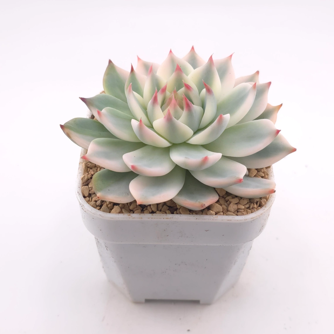 Echeveria chihuahuaensis variegated | 吉娃娃錦 - alternate view