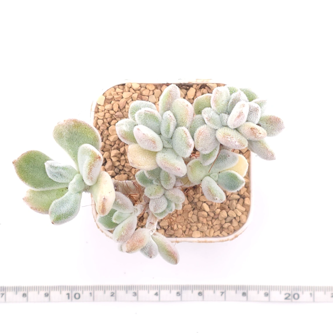 Echeveria ’Frosty' cristata | 雪晃星綴 thumbnail 4