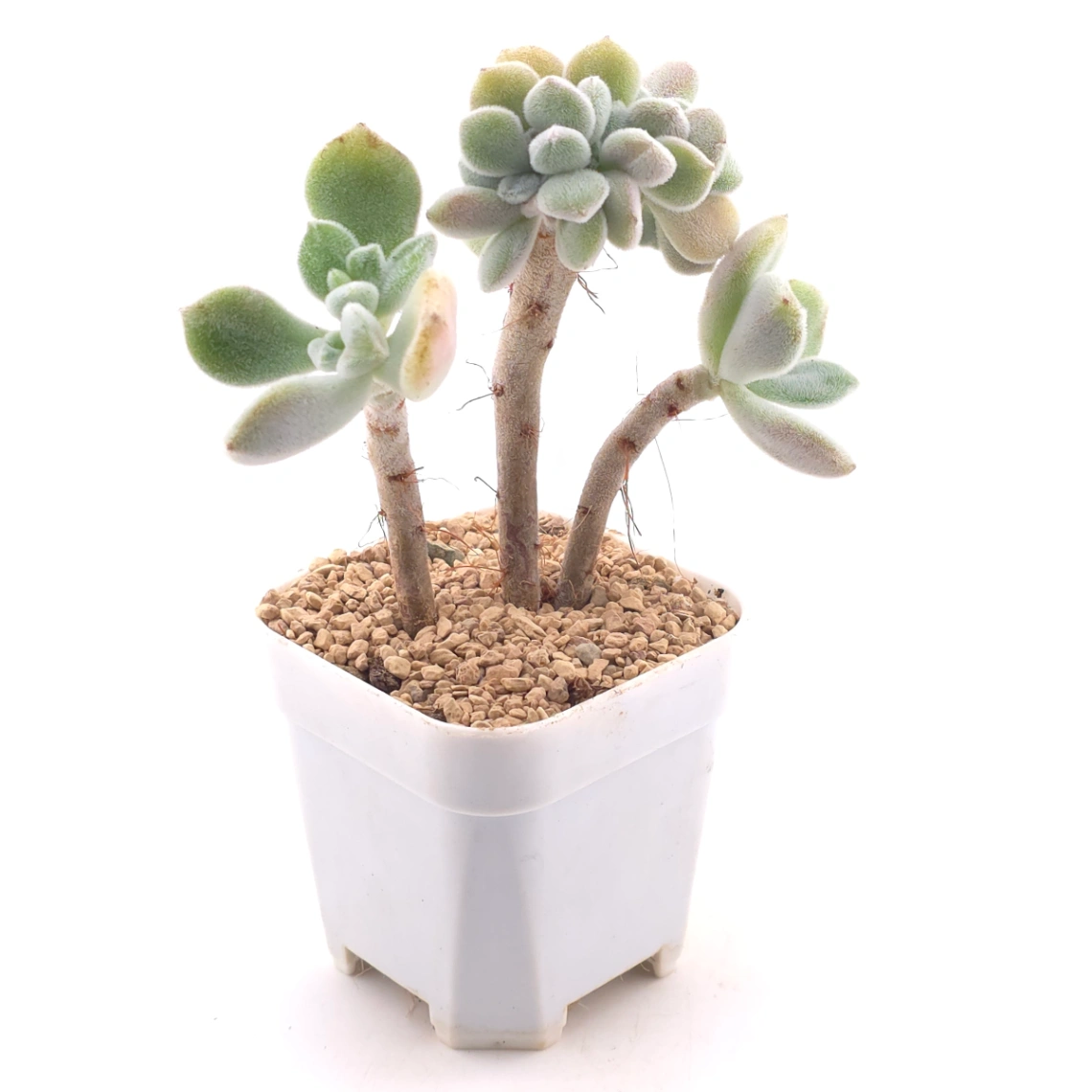 Echeveria ’Frosty' cristata | 雪晃星綴 thumbnail 3