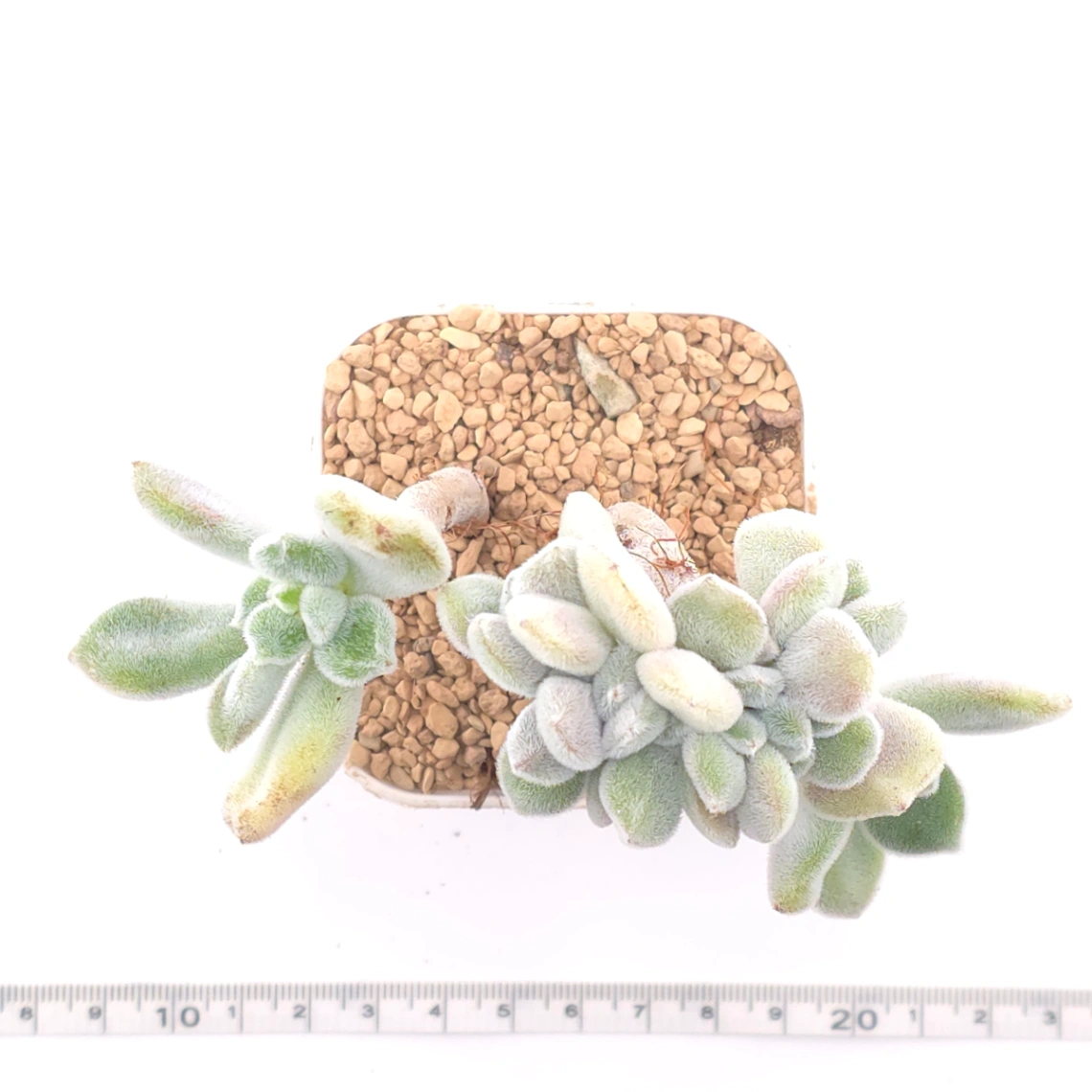 Echeveria ’Frosty' cristata | 雪晃星綴 thumbnail 4