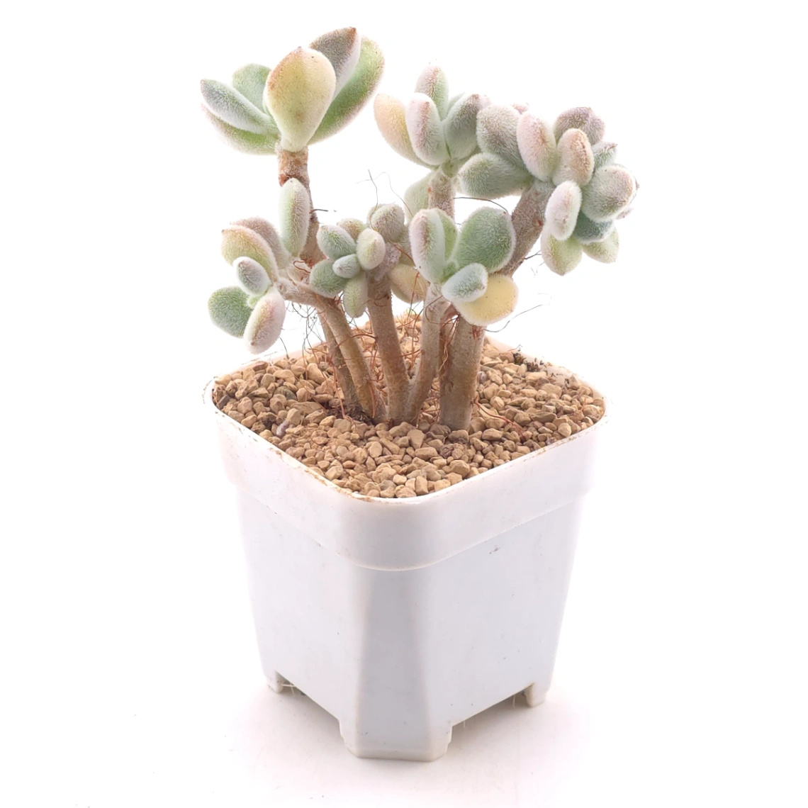Echeveria ’Frosty' cristata | 雪晃星綴 thumbnail 3