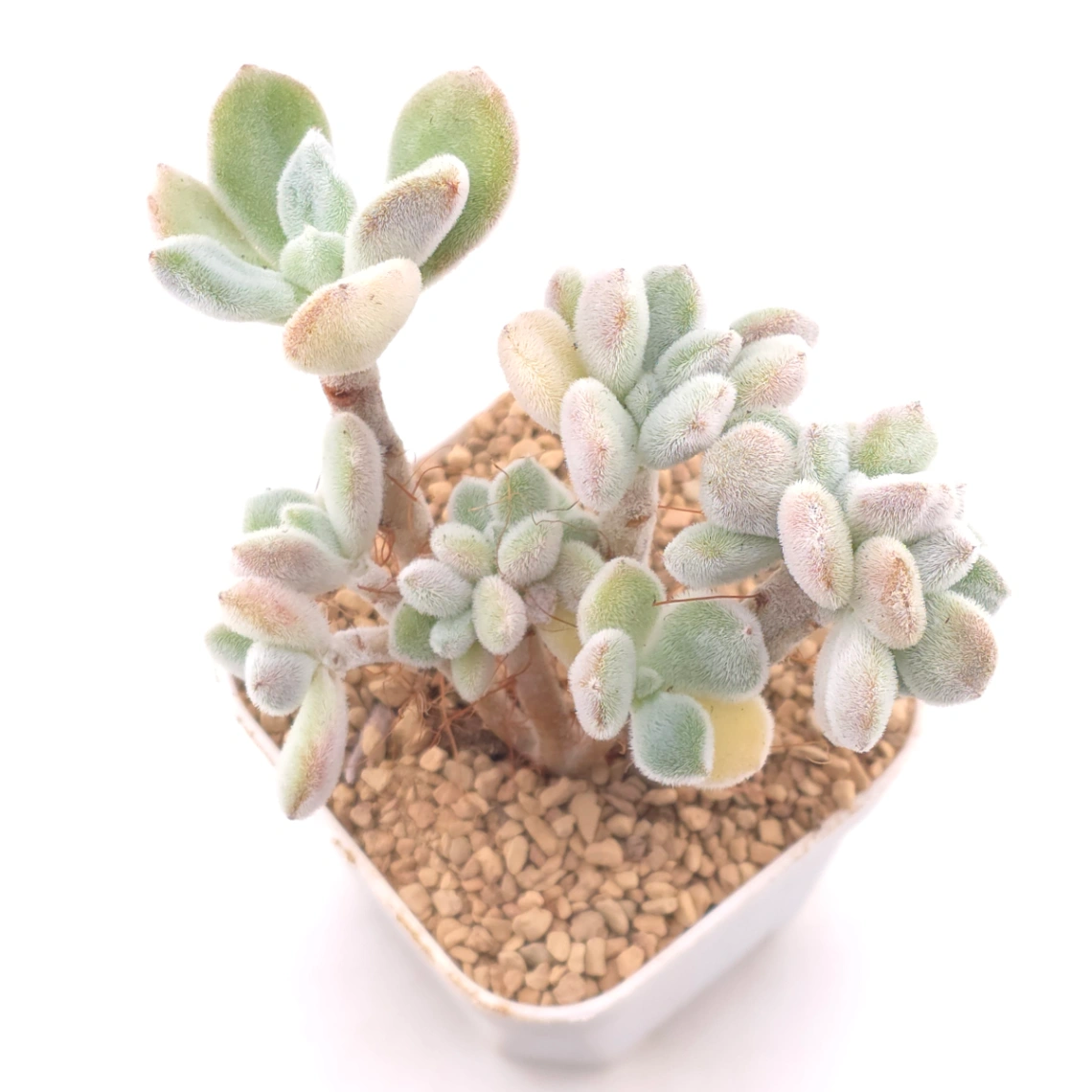 Echeveria ’Frosty' cristata | 雪晃星綴 - View 1