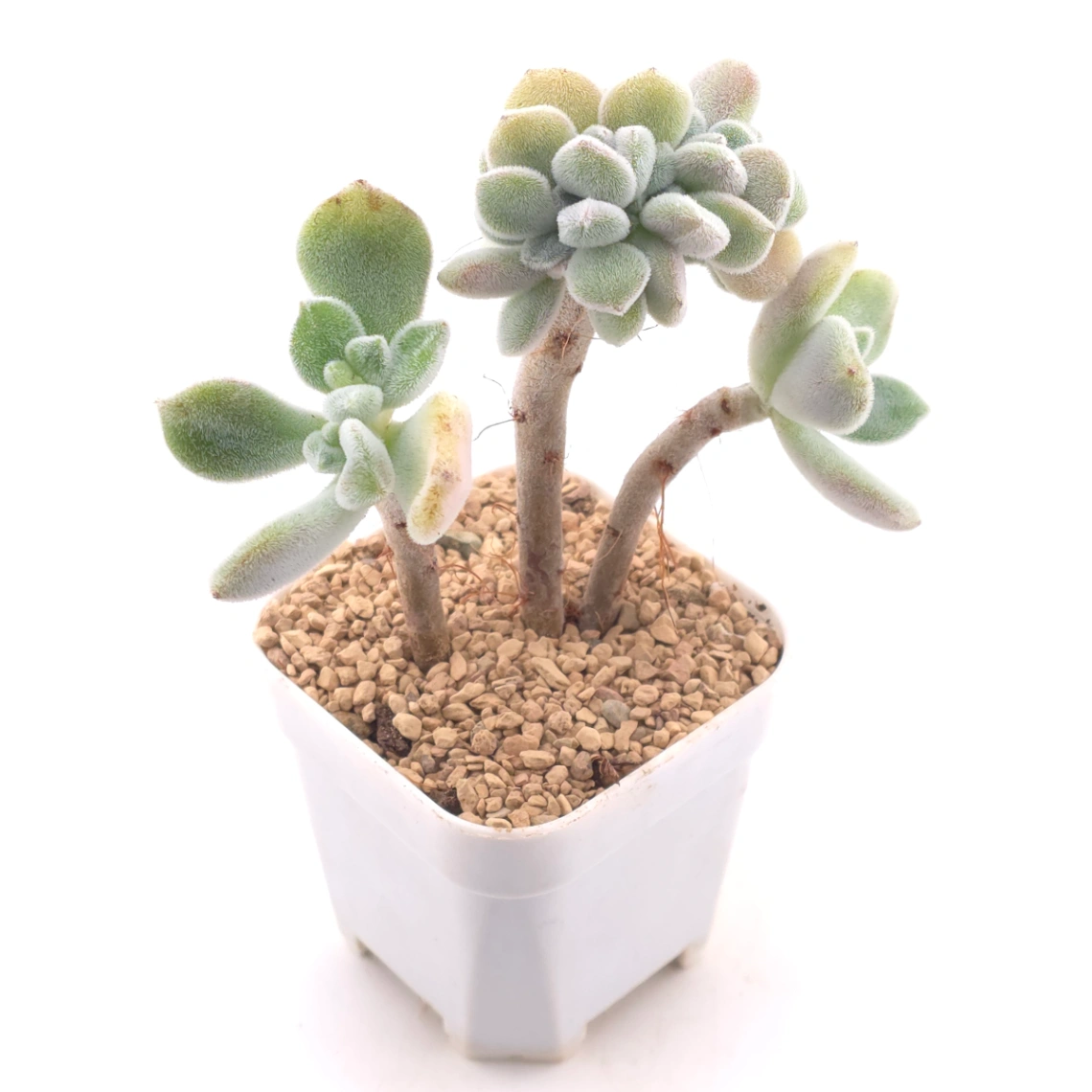 Echeveria ’Frosty' cristata | 雪晃星綴 thumbnail 2