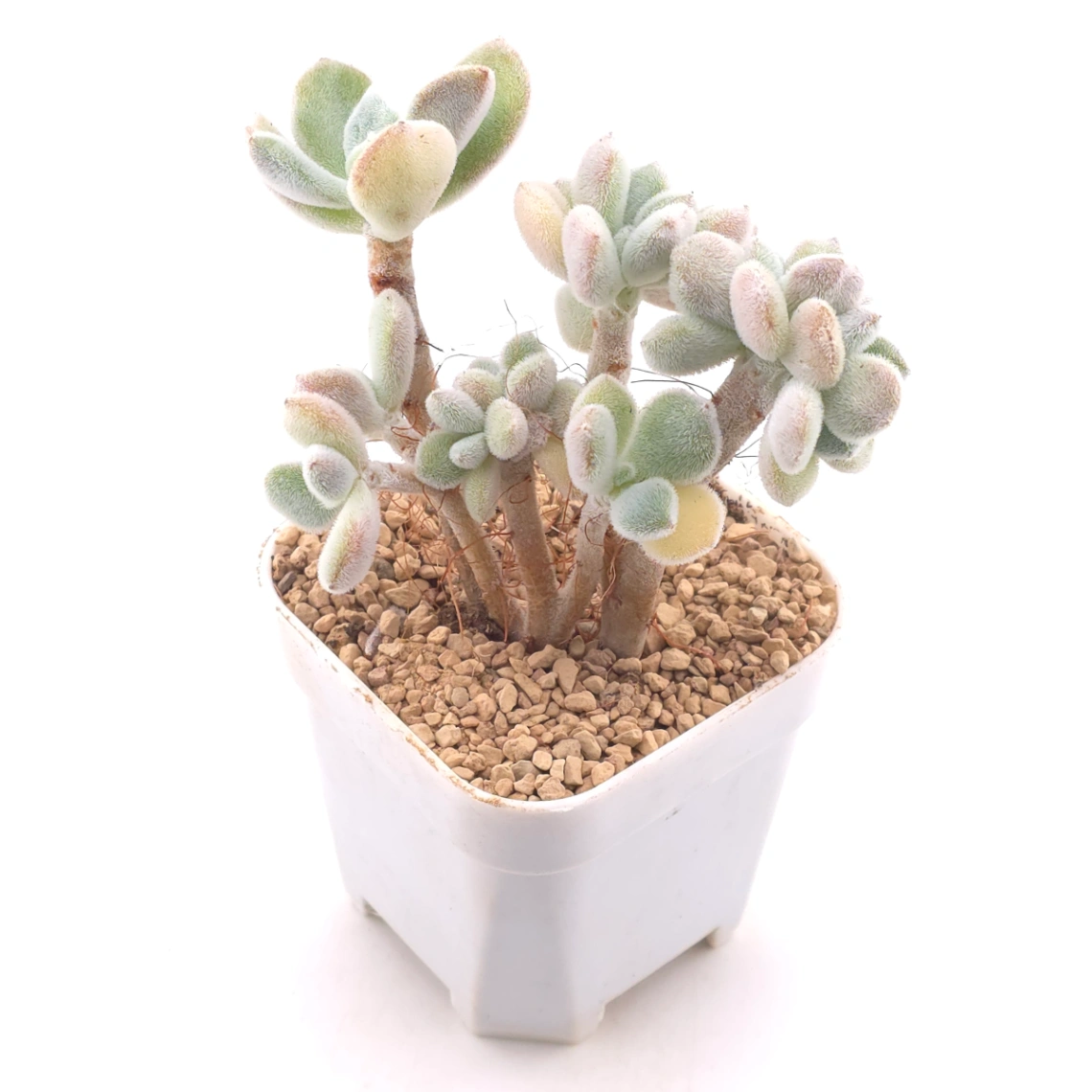 Echeveria ’Frosty' cristata | 雪晃星綴 thumbnail 2