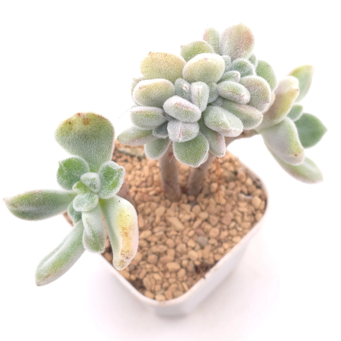 Echeveria ’Frosty' cristata | 雪晃星綴 - View 1