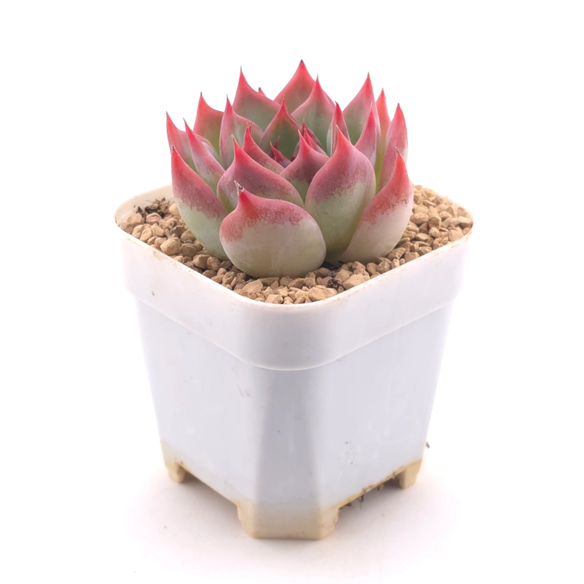 Echeveria ‘Honey Peach’ | 水蜜桃 thumbnail 3