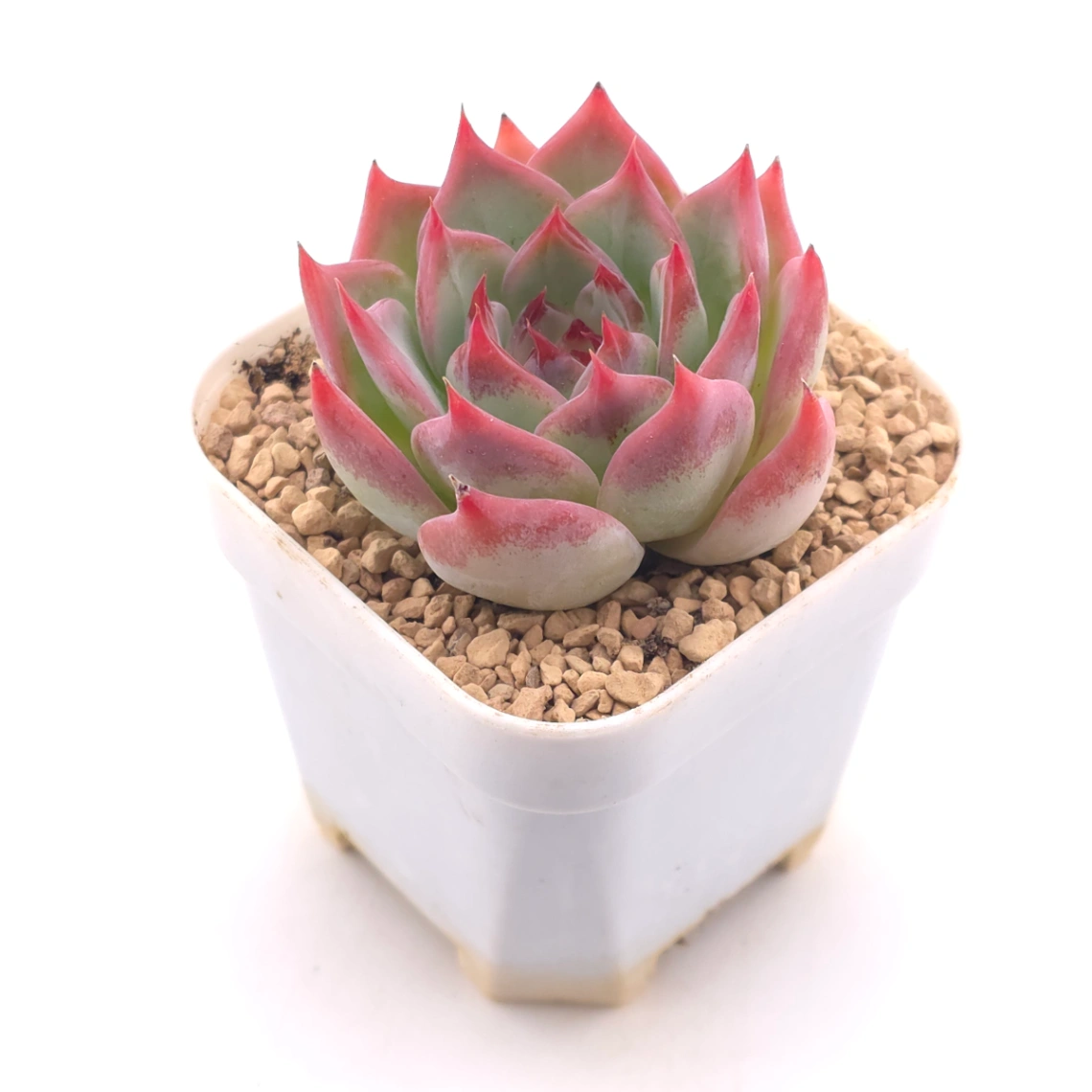 Echeveria ‘Honey Peach’ | 水蜜桃 thumbnail 2