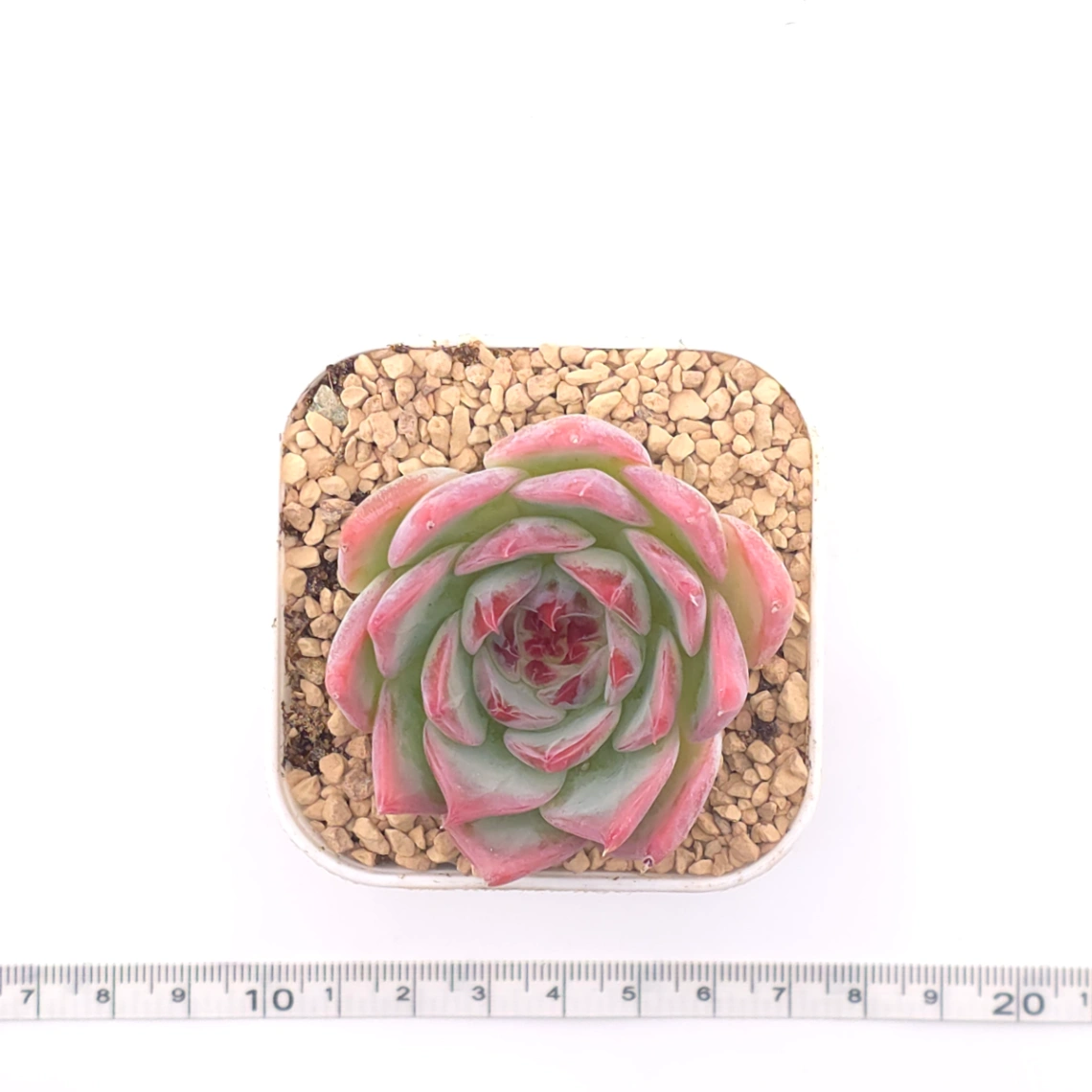 Echeveria ‘Honey Peach’ | 水蜜桃 thumbnail 4