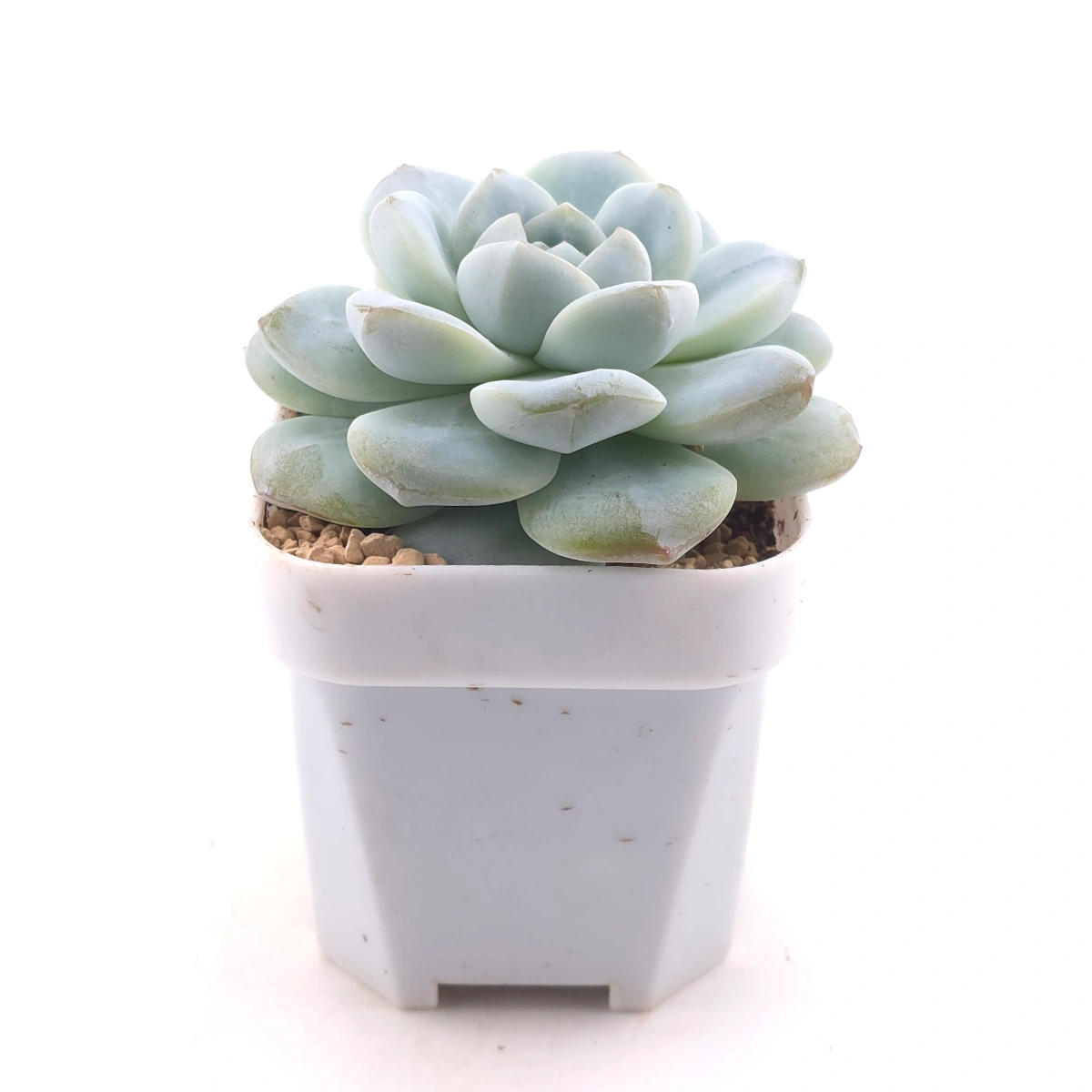 Echeveria ‘Ice Green’ | 冰玉 thumbnail 3