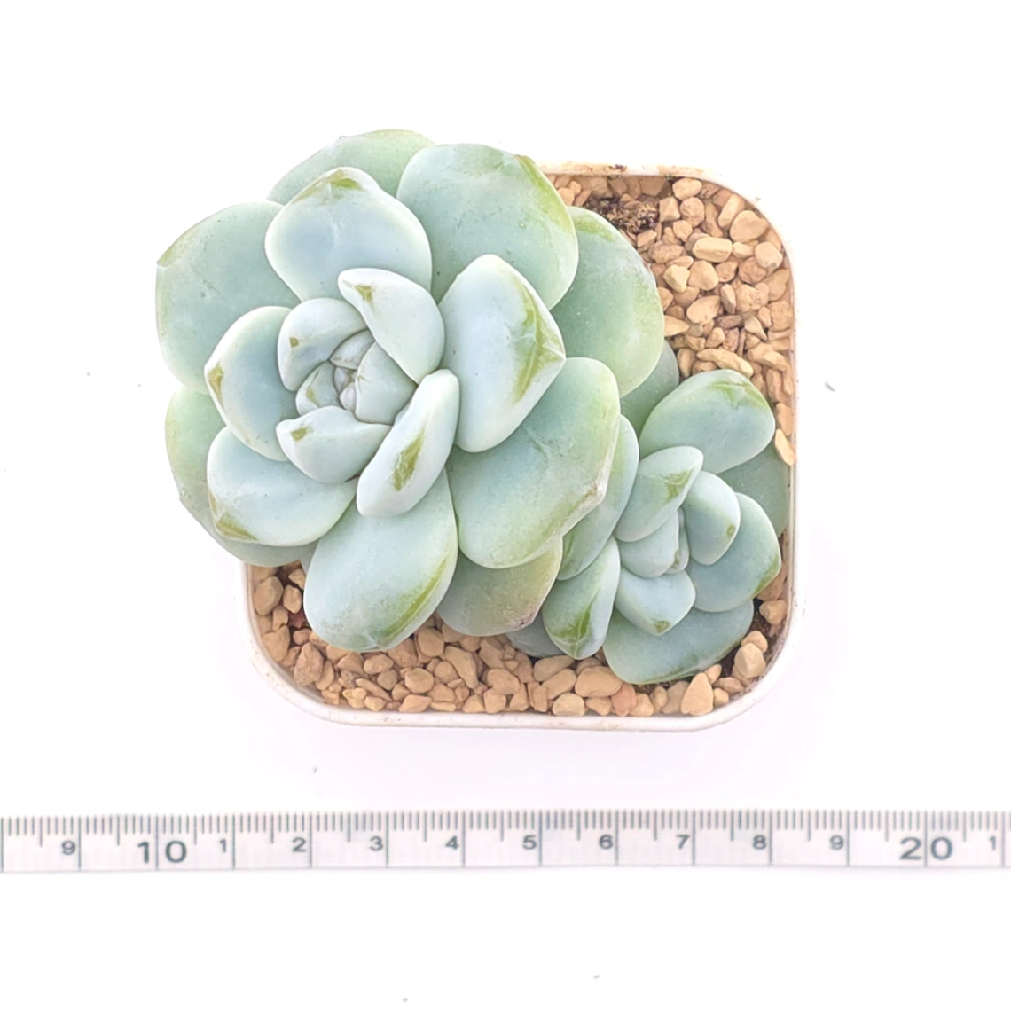 Echeveria ‘Ice Green’ | 冰玉 thumbnail 4