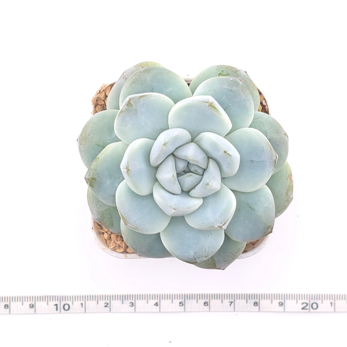 Echeveria ‘Ice Green’ | 冰玉 thumbnail 4