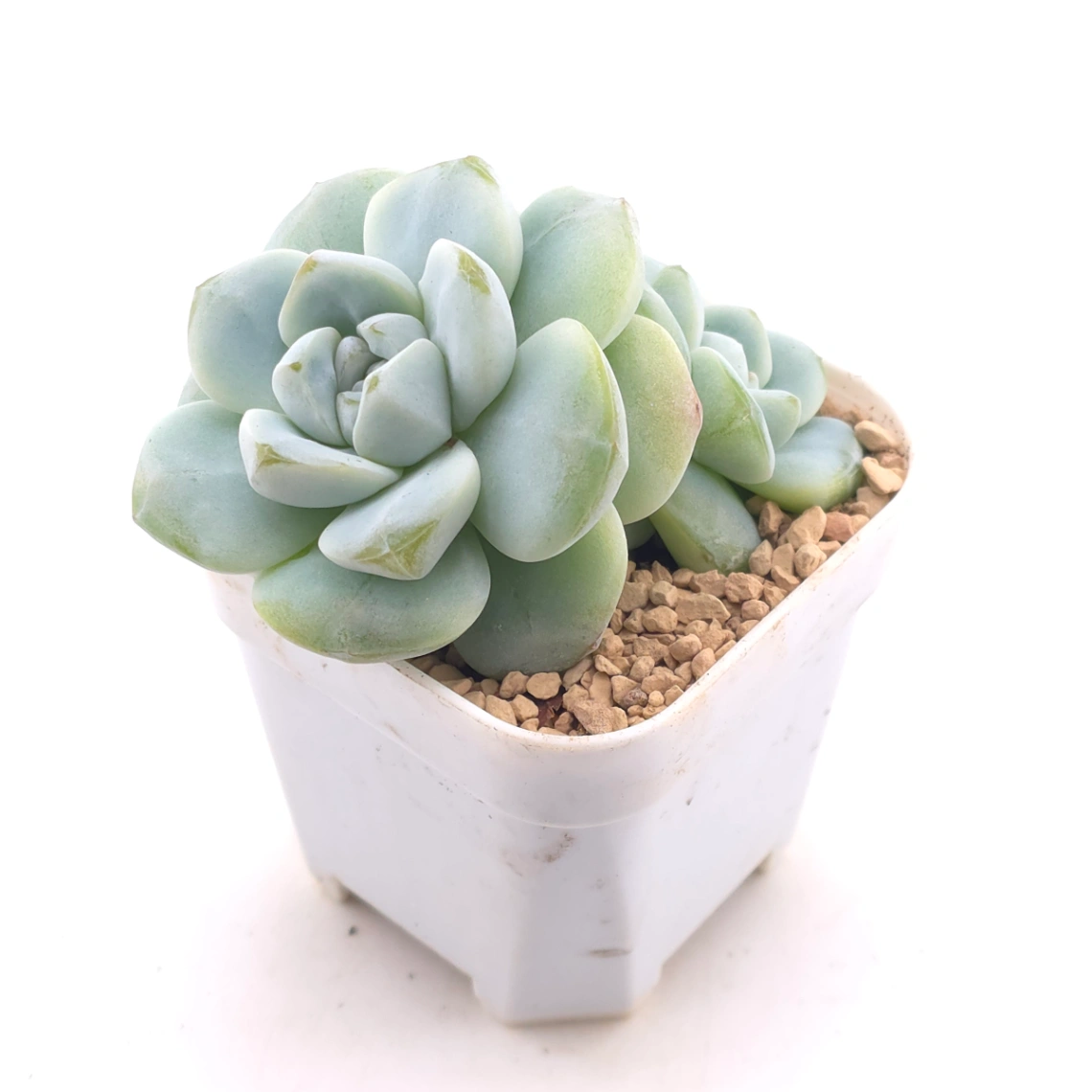 Echeveria ‘Ice Green’ | 冰玉 thumbnail 2