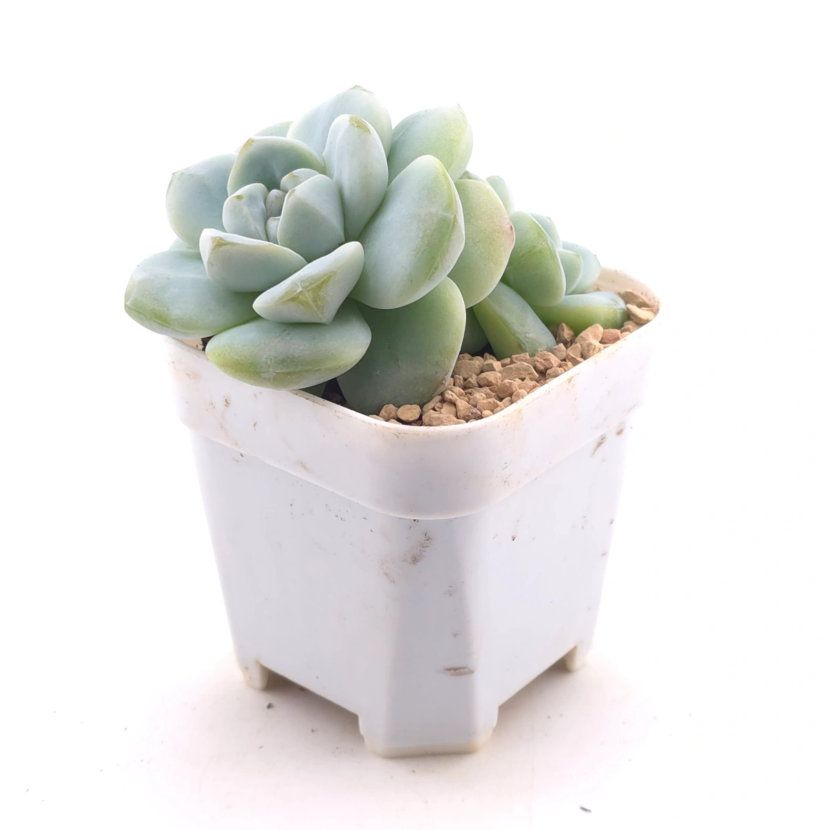 Echeveria ‘Ice Green’ | 冰玉 thumbnail 3