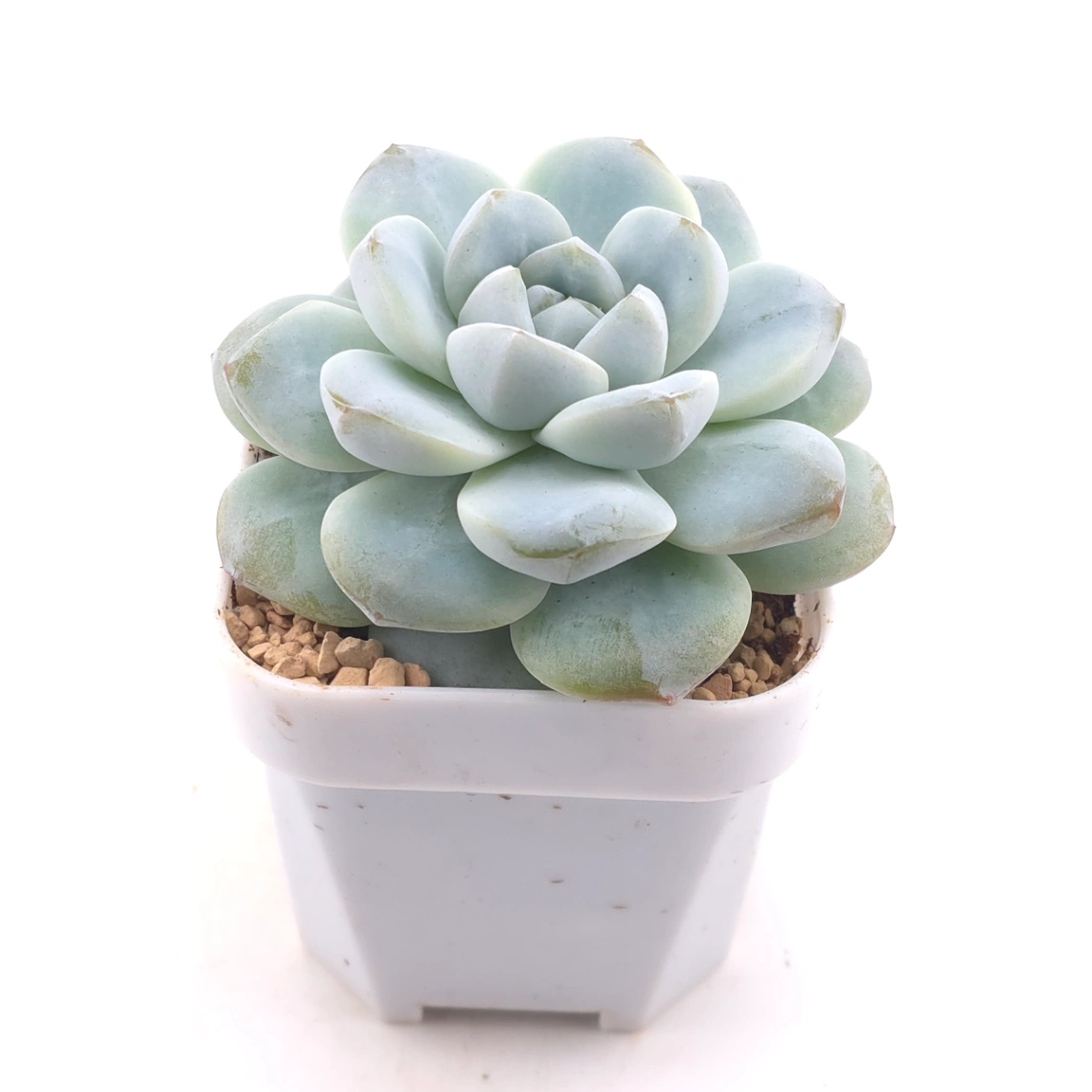Echeveria ‘Ice Green’ | 冰玉 thumbnail 2